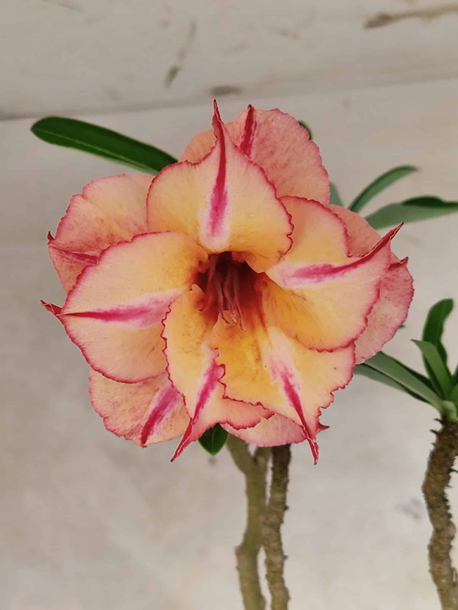 Planta Dobrada 3834 – 50cm – 04 anos - foto 3