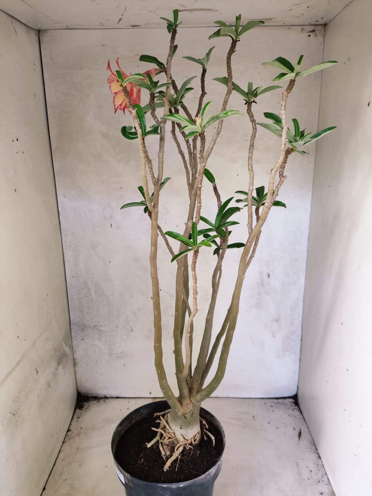 Planta Dobrada 3834 – 50cm – 04 anos - foto 7