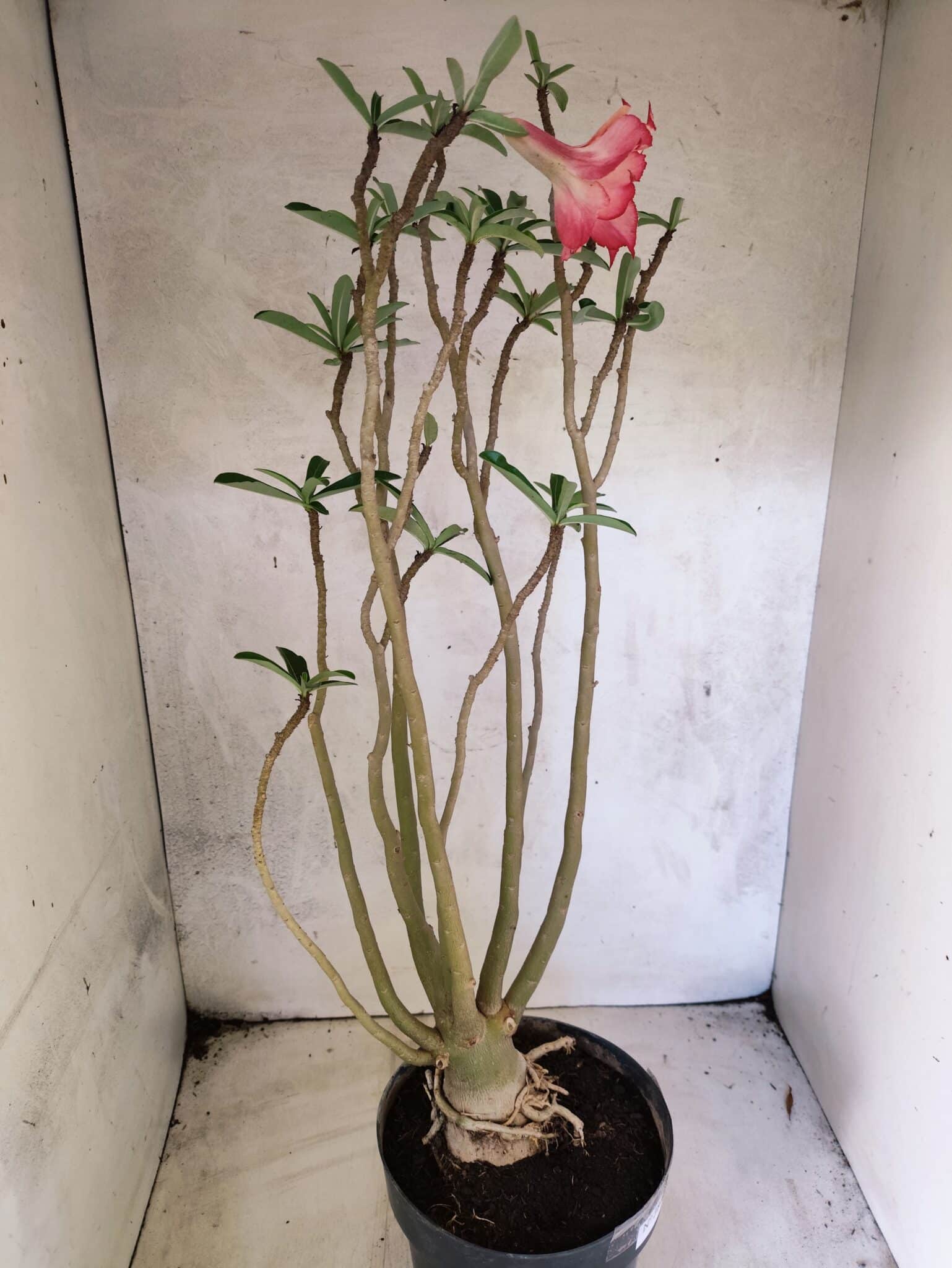 Planta Dobrada 3834 – 50cm – 04 anos - foto 4