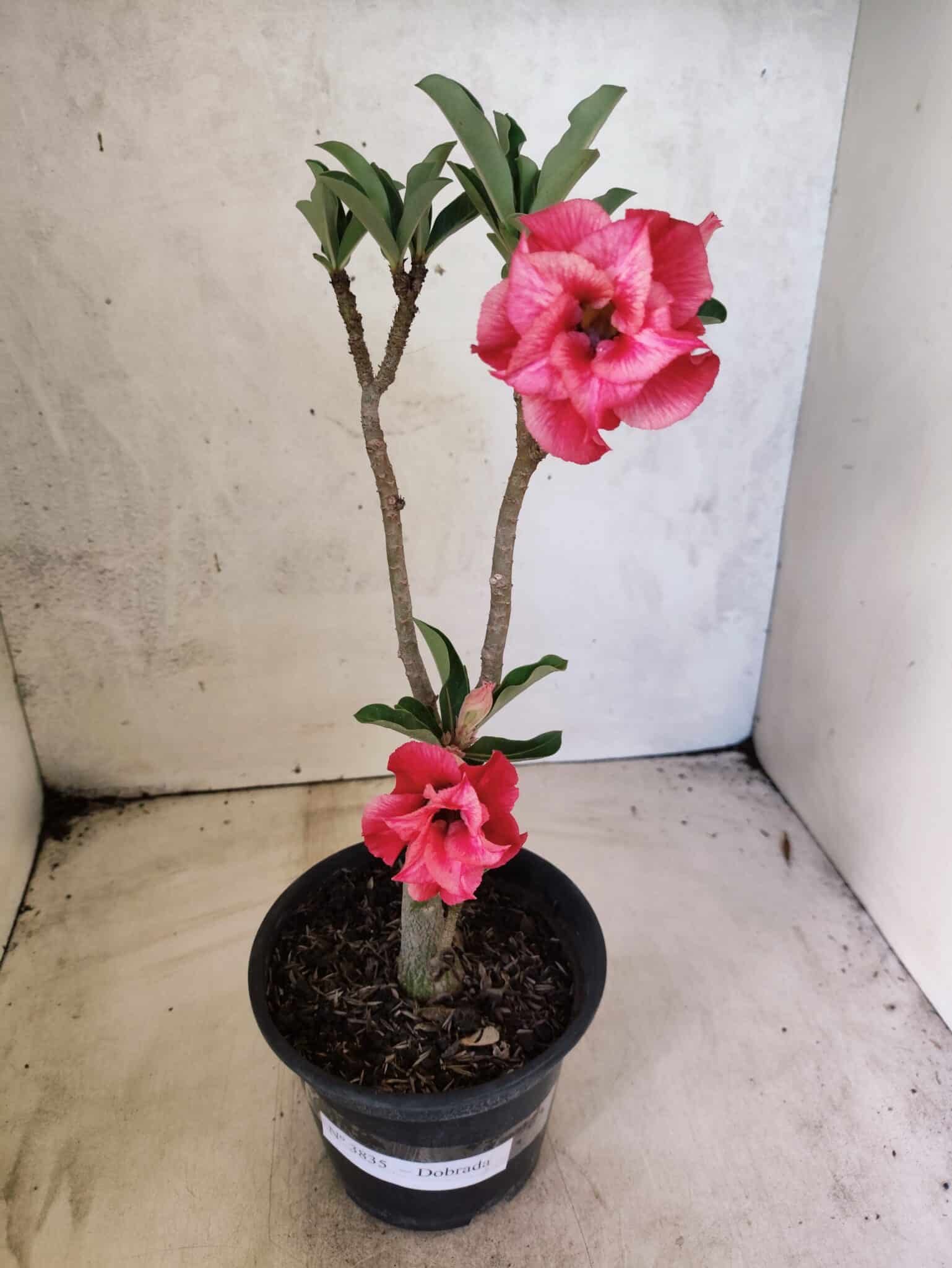 Planta Dobrada 3835 – 30cm – 02 anos - foto 2