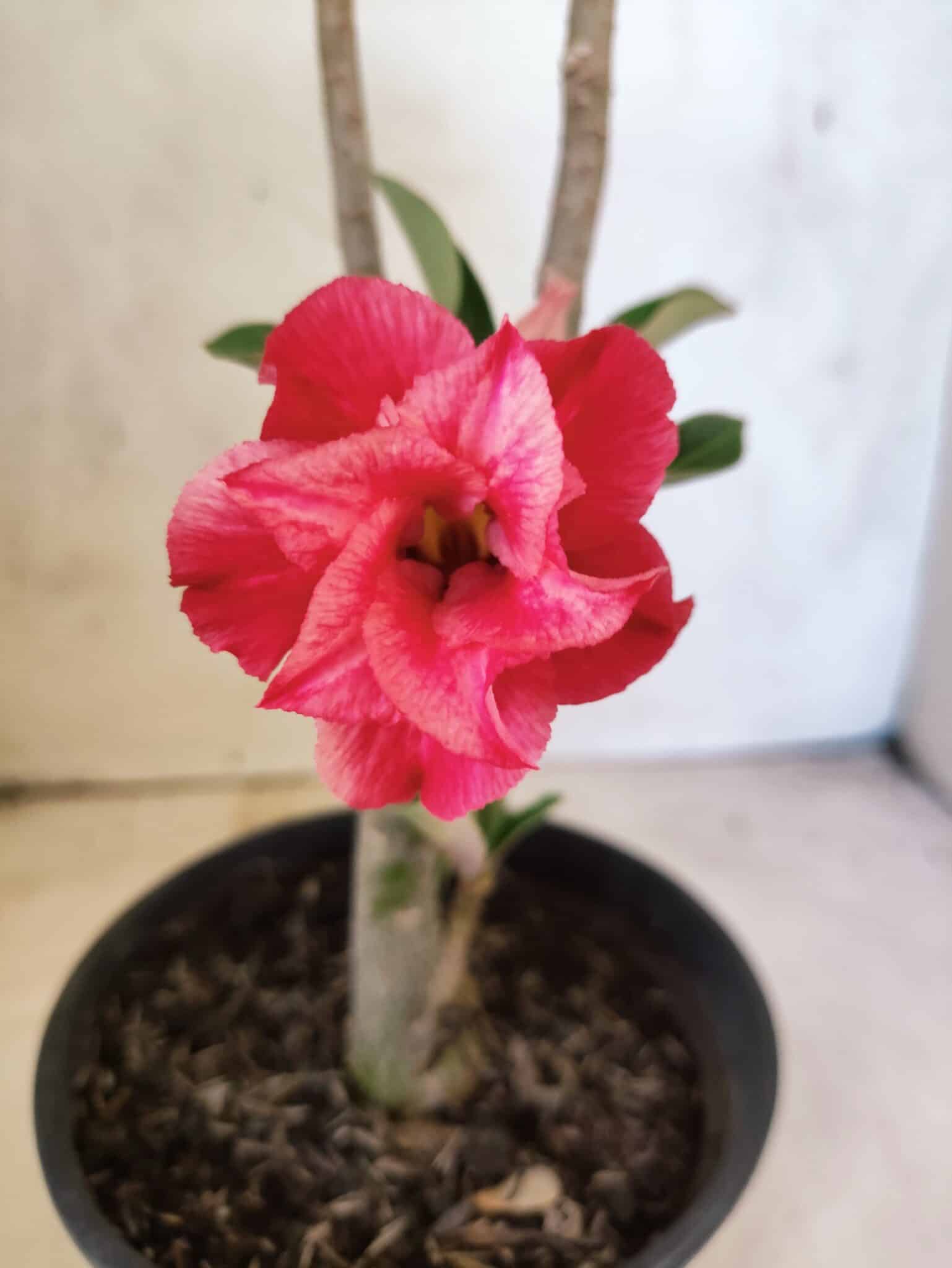 Planta Dobrada 3835 – 30cm – 02 anos - foto 3