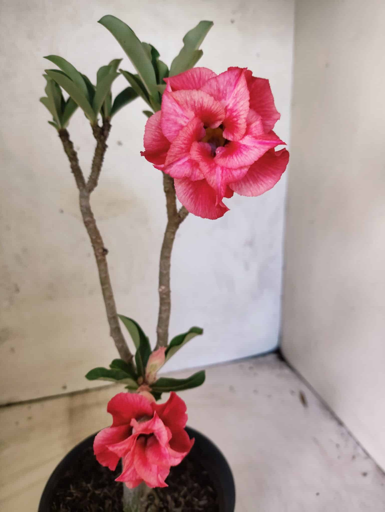 Planta Dobrada 3835 – 30cm – 02 anos - foto 5