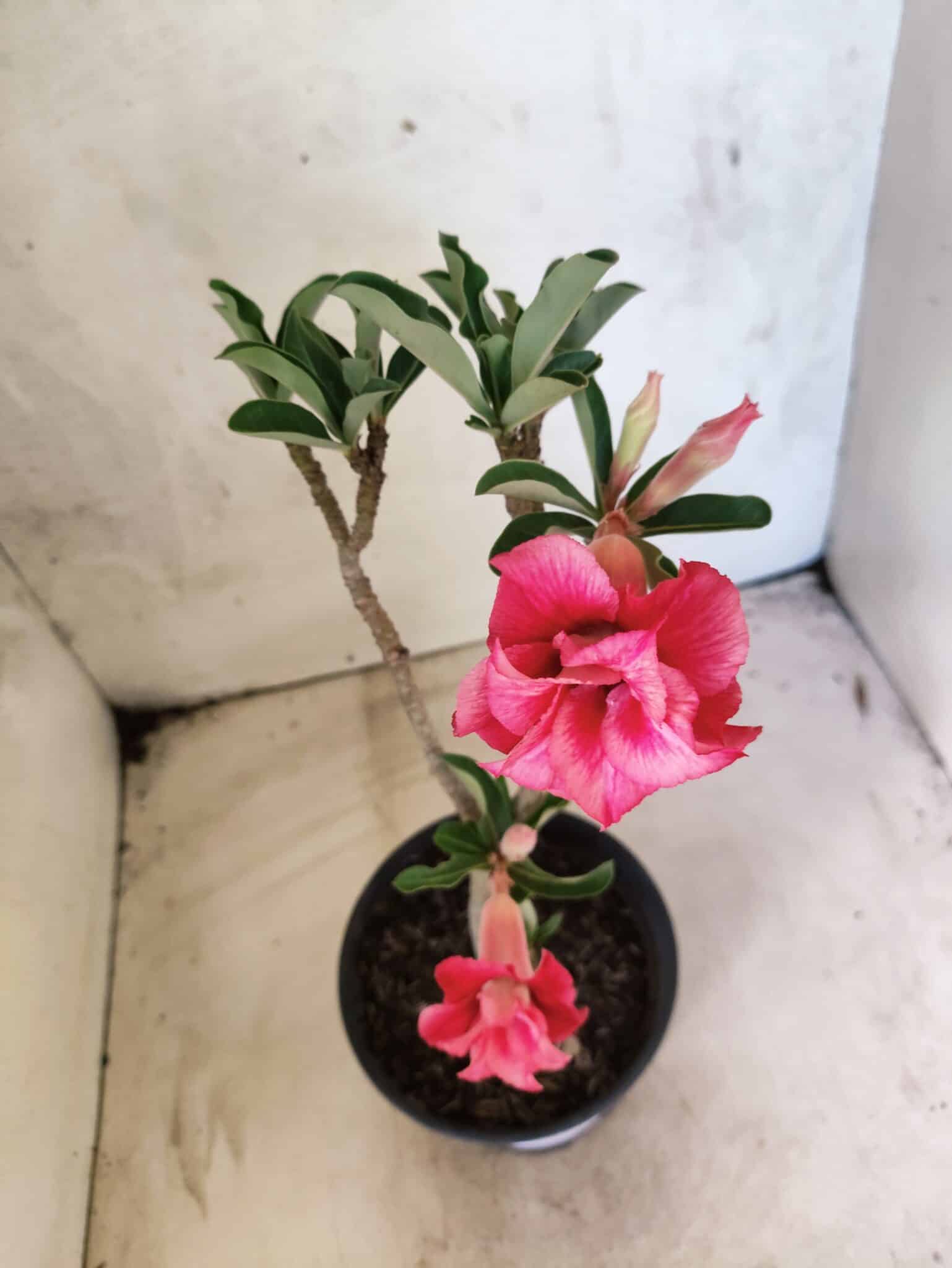 Planta Dobrada 3835 – 30cm – 02 anos - foto 4