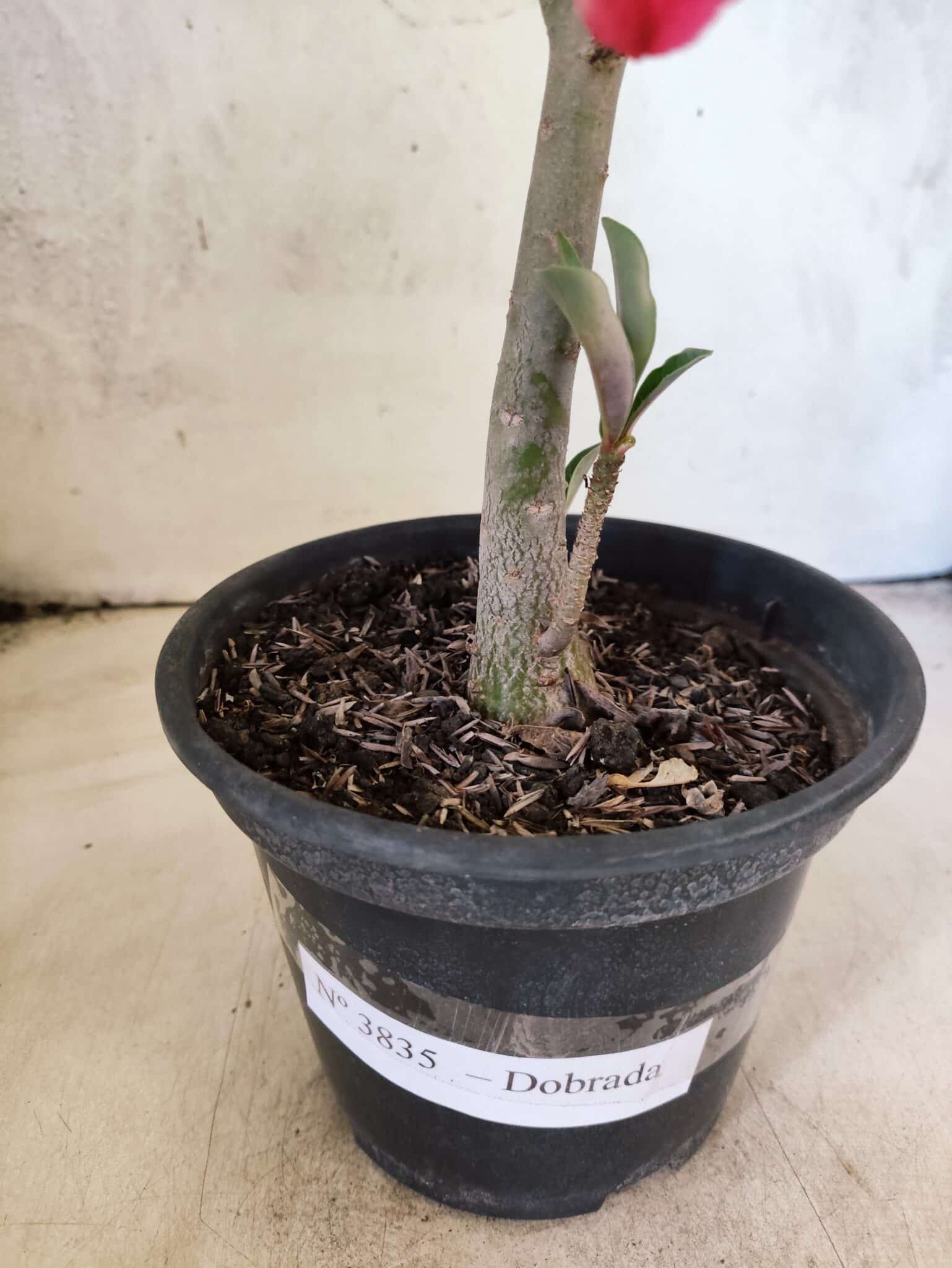 Planta Dobrada 3835 – 30cm – 02 anos - foto 8
