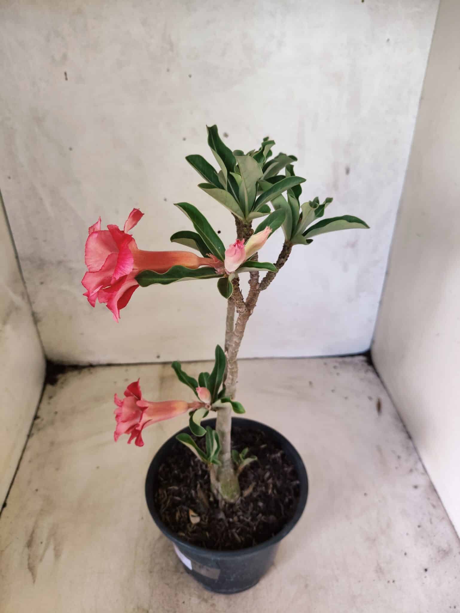 Planta Dobrada 3835 – 30cm – 02 anos - foto 7