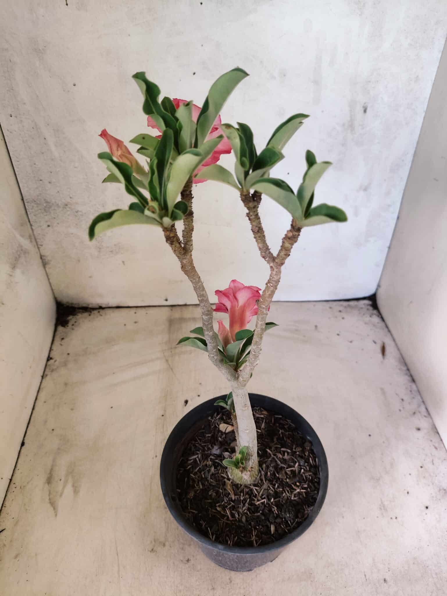 Planta Dobrada 3835 – 30cm – 02 anos - foto 6