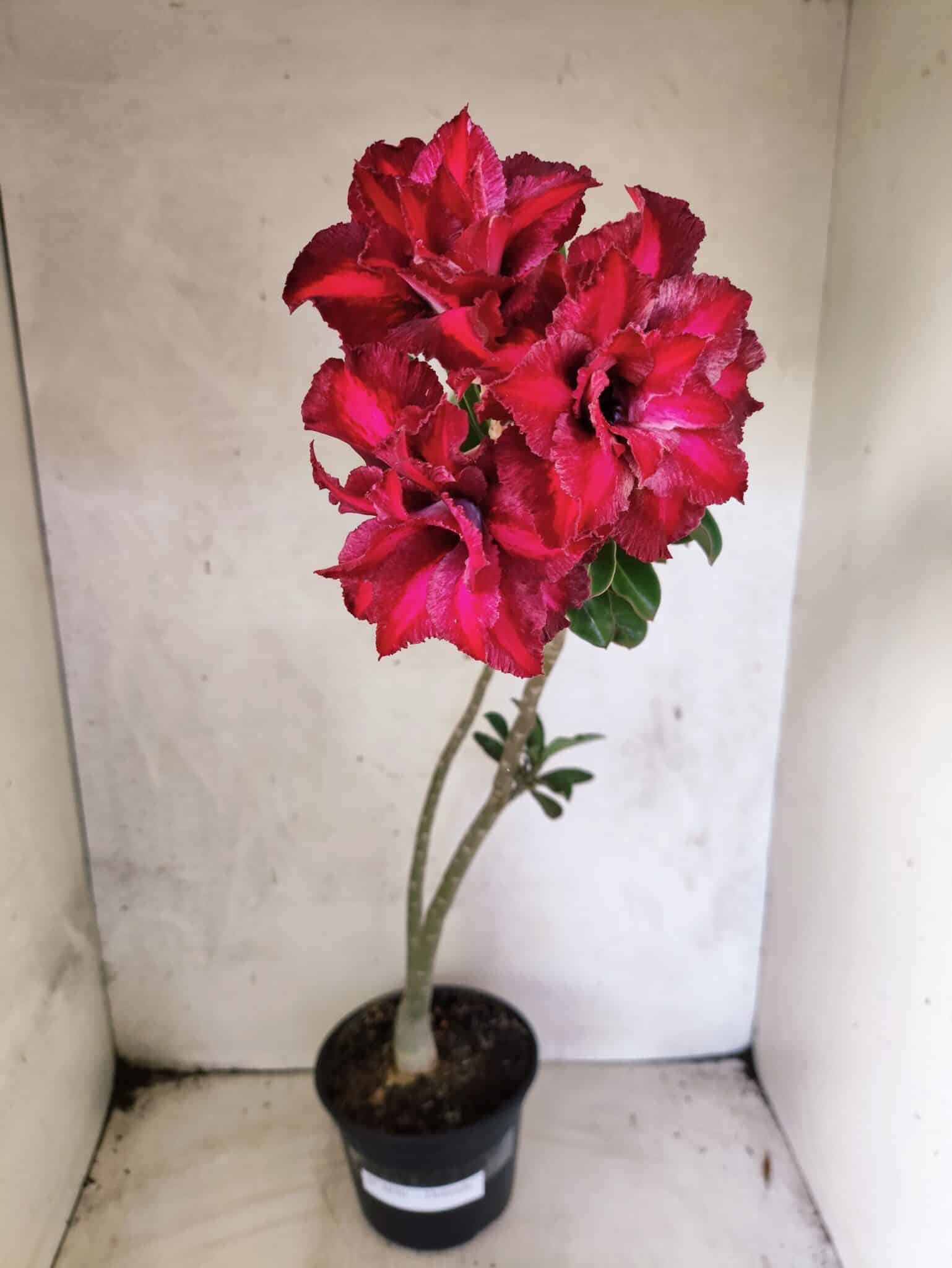 Planta Dobrada 3836 – 35cm – 03 anos - foto 2