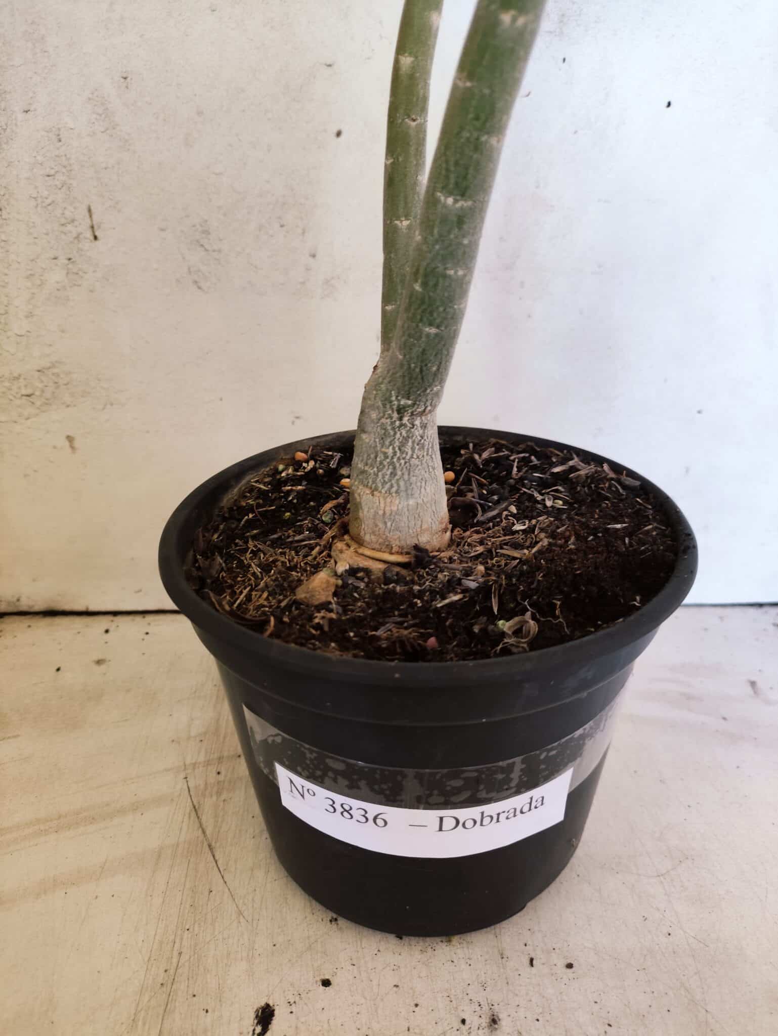 Planta Dobrada 3836 – 35cm – 03 anos - foto 5