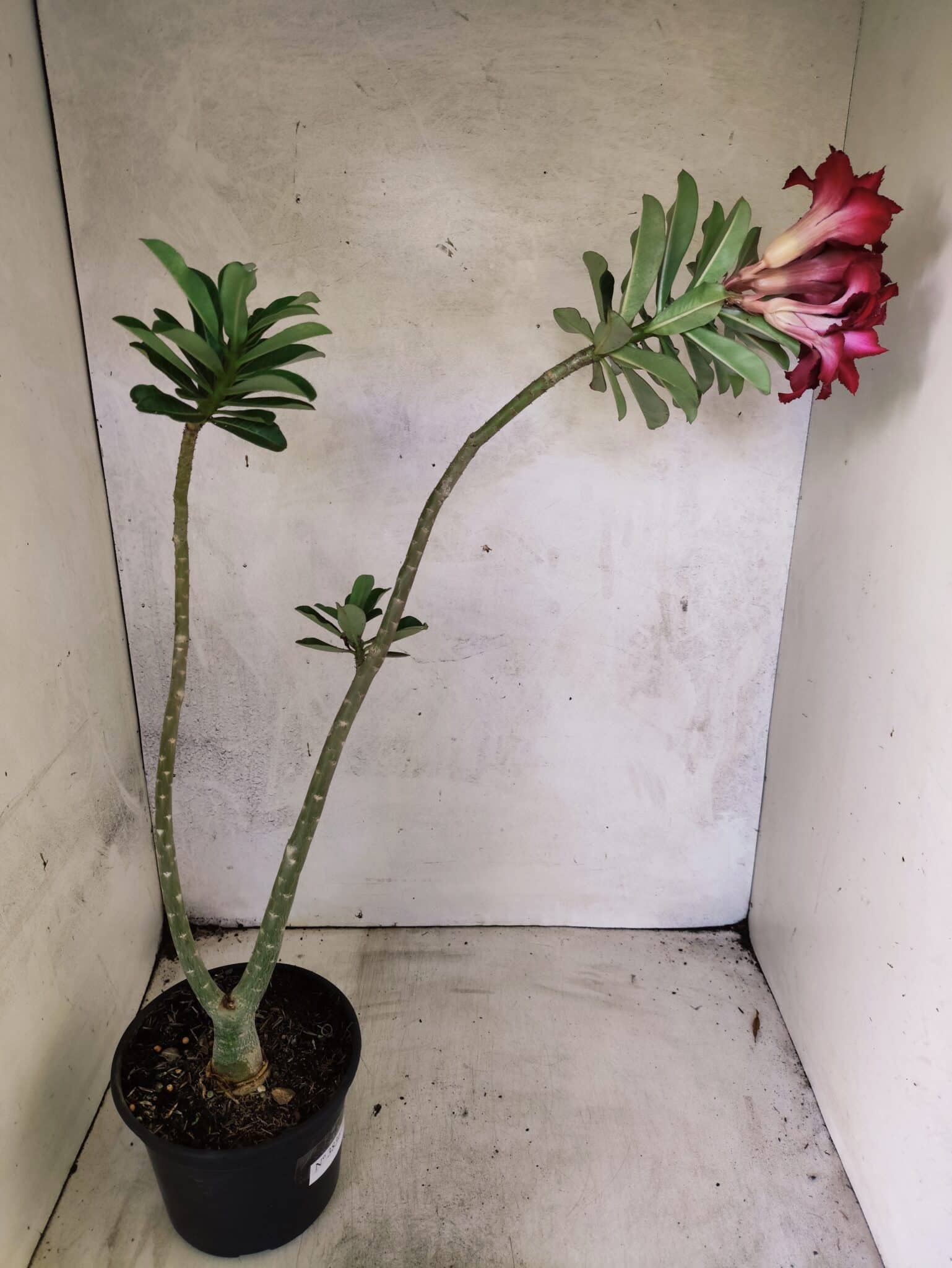 Planta Dobrada 3836 – 35cm – 03 anos - foto 6