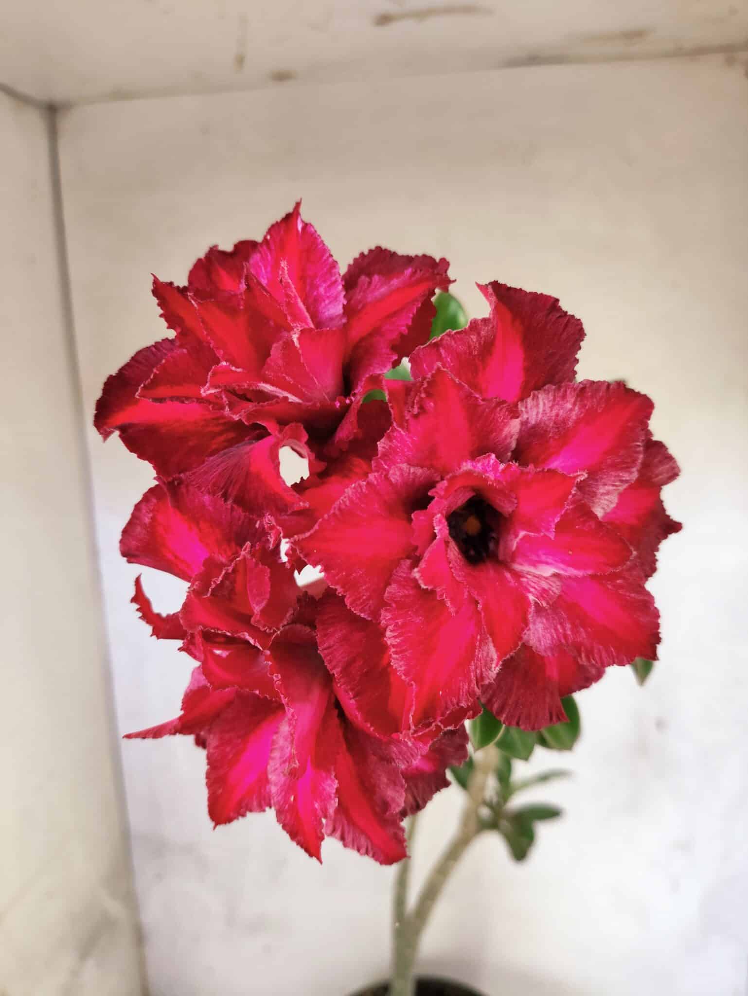 Planta Dobrada 3836 – 35cm – 03 anos - foto 3