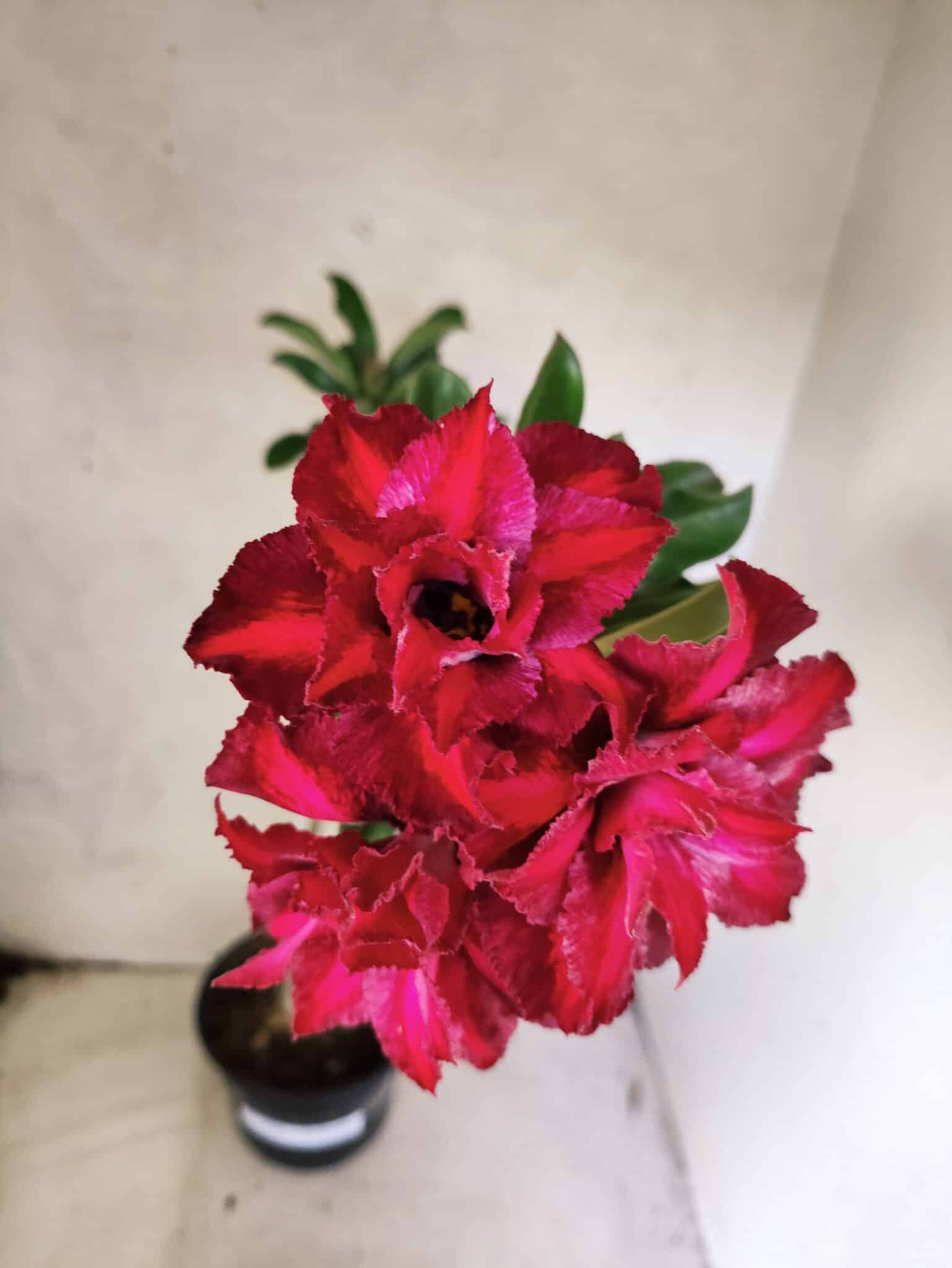 Planta Dobrada 3836 – 35cm – 03 anos - foto 4