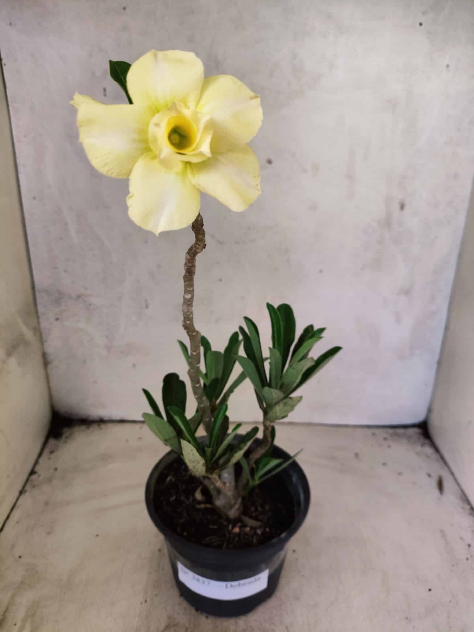 Planta Dobrada 3837 – 30cm – 02 anos - foto 2