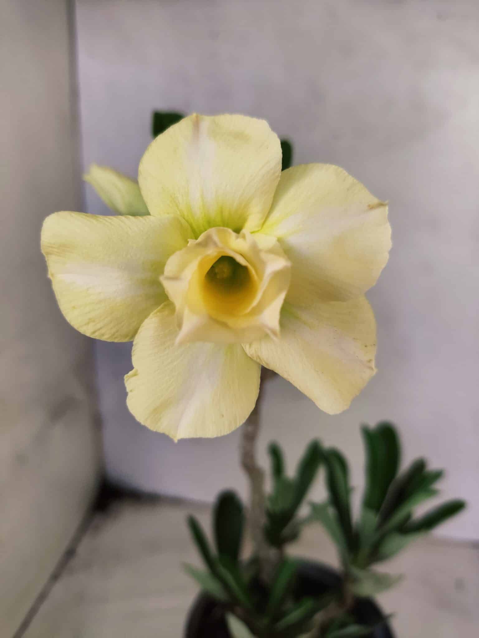 Planta Dobrada 3837 – 30cm – 02 anos - foto 3
