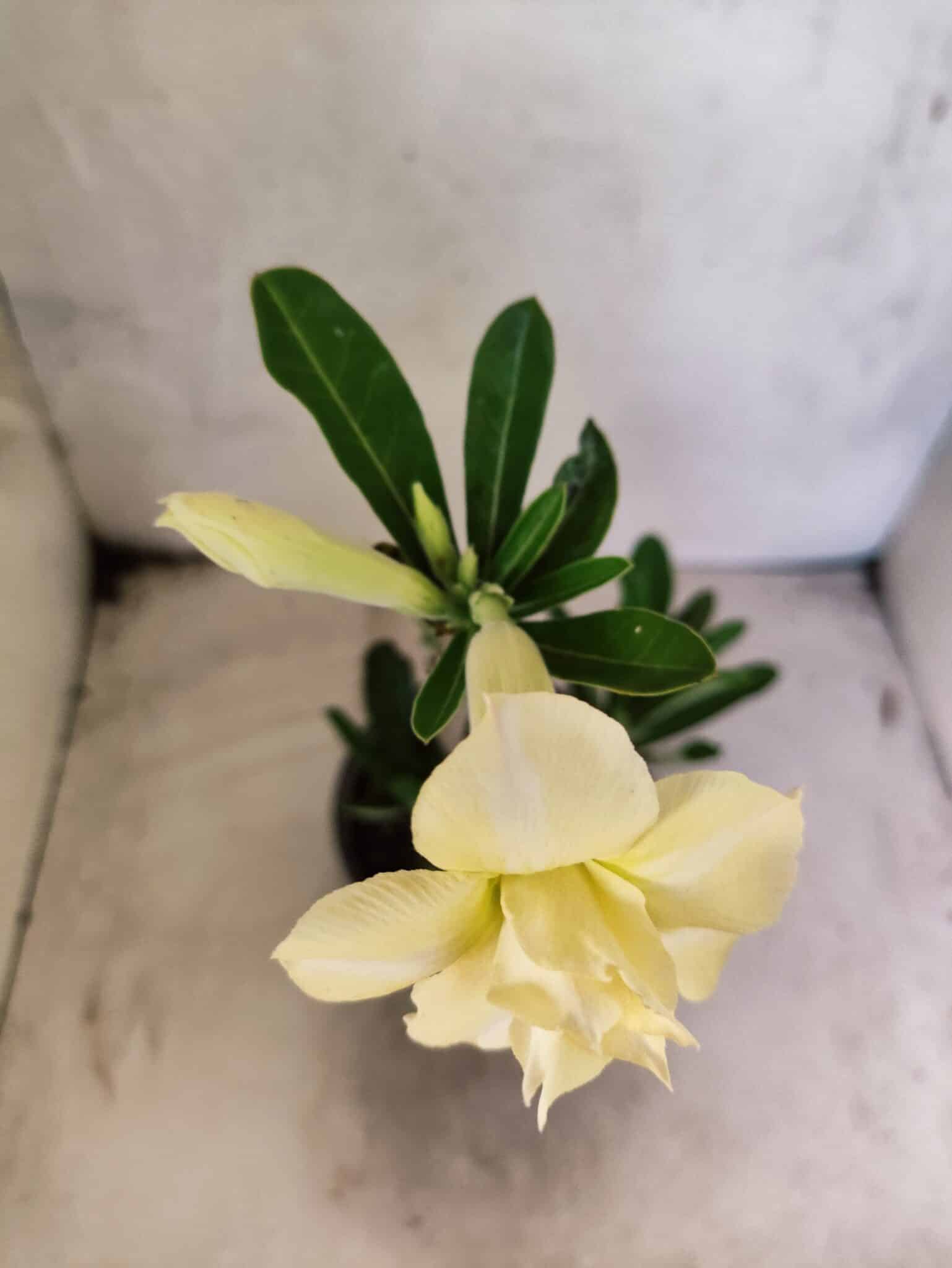 Planta Dobrada 3837 – 30cm – 02 anos - foto 4