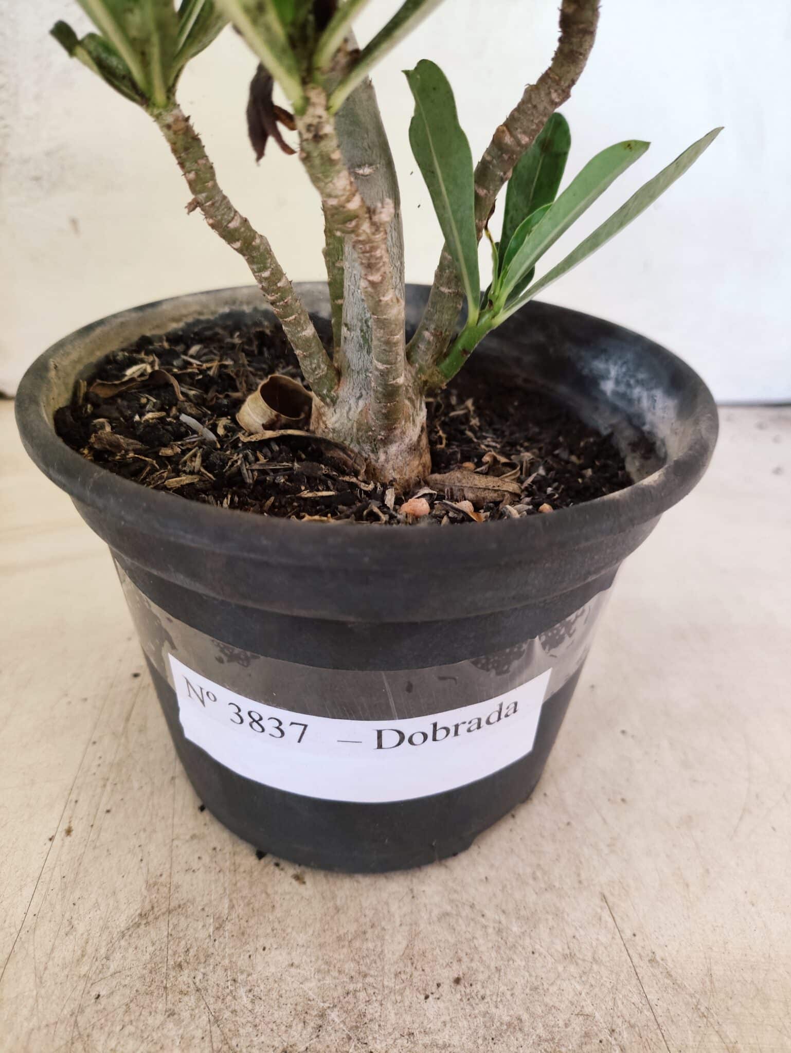 Planta Dobrada 3837 – 30cm – 02 anos - foto 7