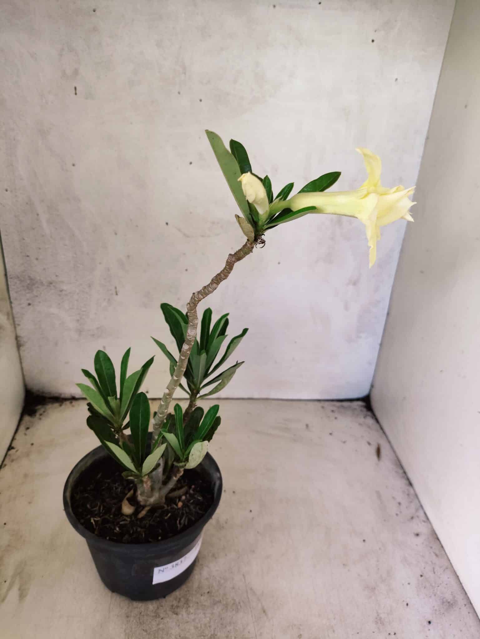 Planta Dobrada 3837 – 30cm – 02 anos - foto 5