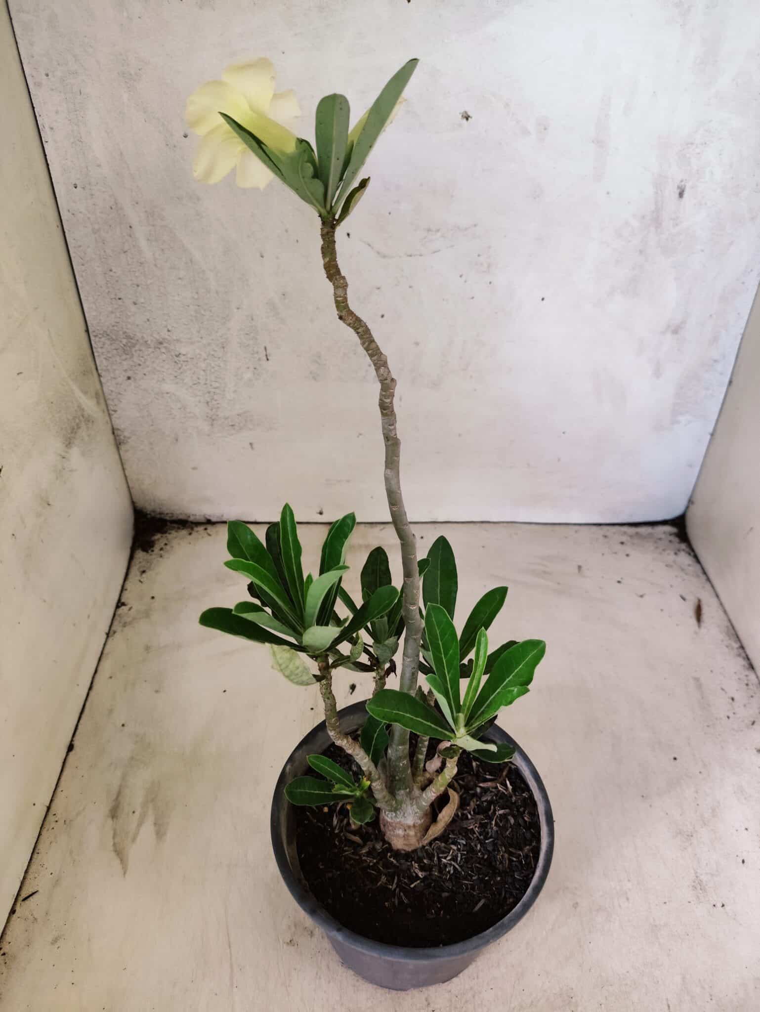 Planta Dobrada 3837 – 30cm – 02 anos - foto 6