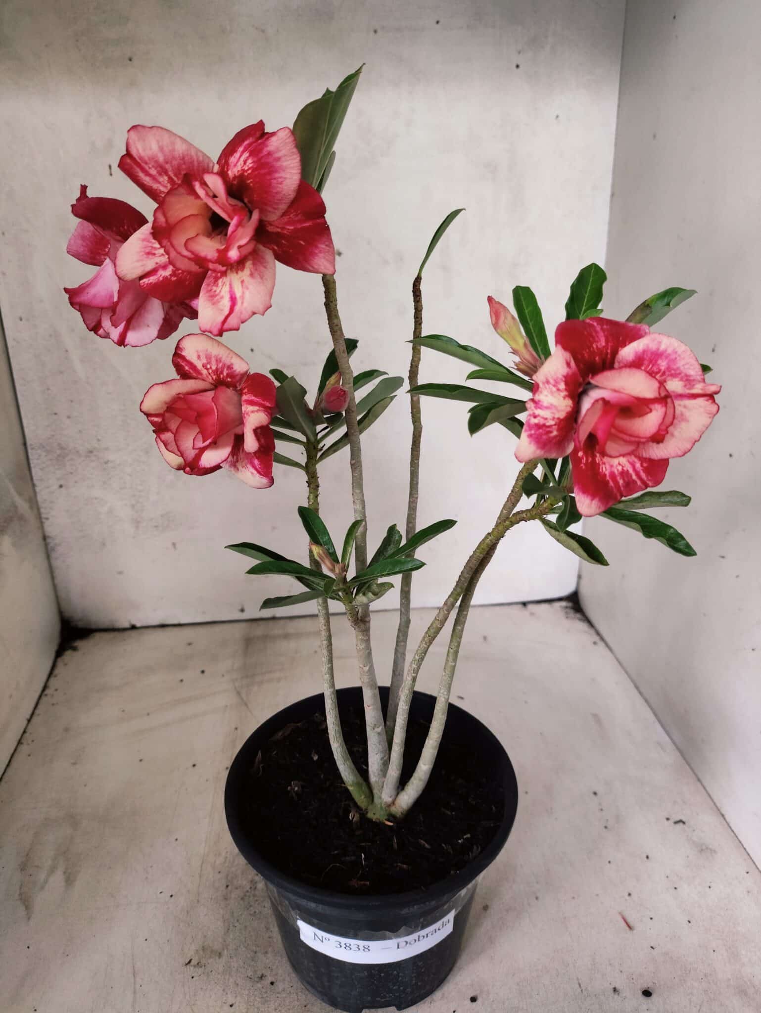 Planta Dobrada 3838 – 30cm – 02 anos - foto 2