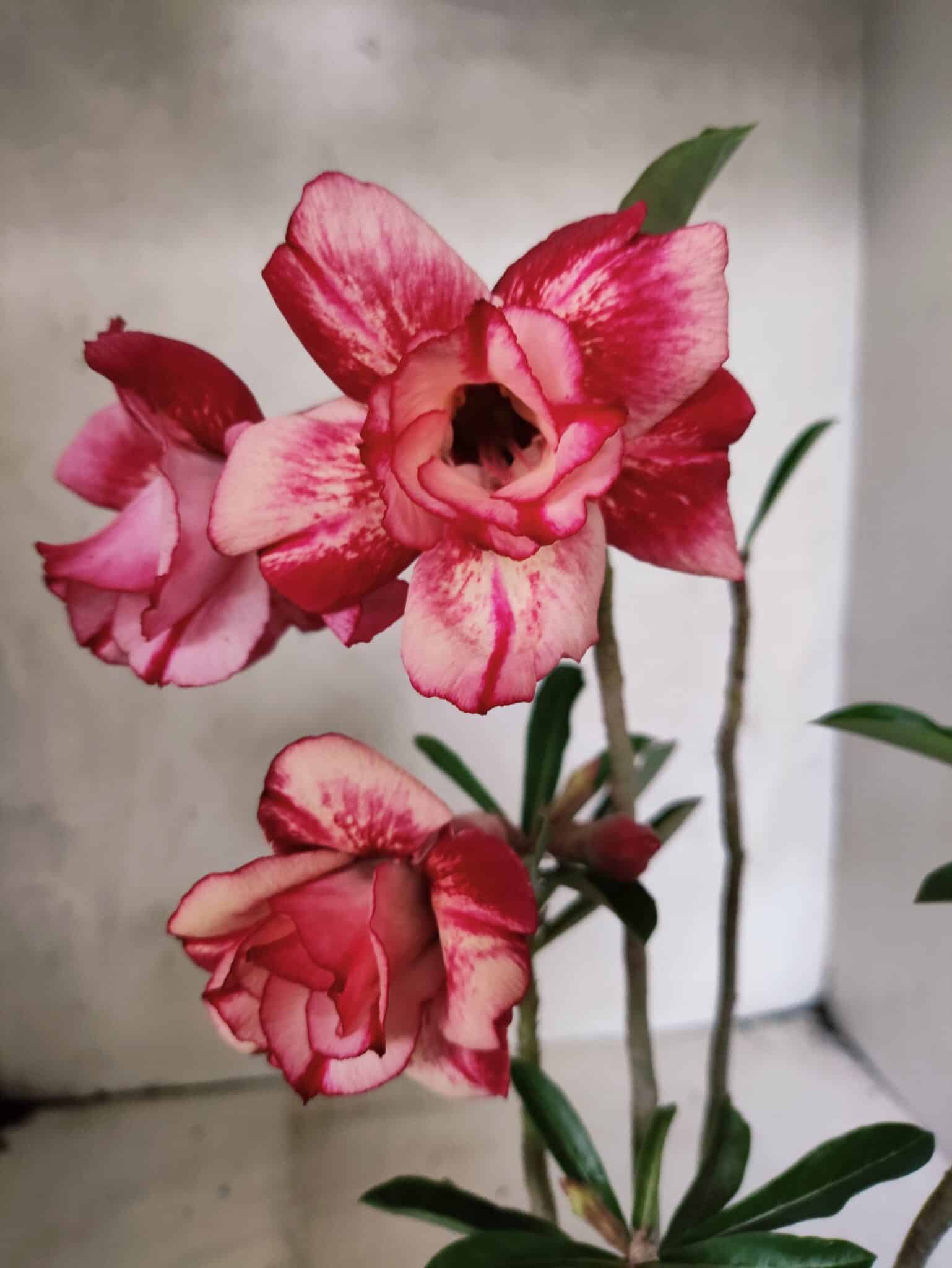 Planta Dobrada 3838 – 30cm – 02 anos - foto 3