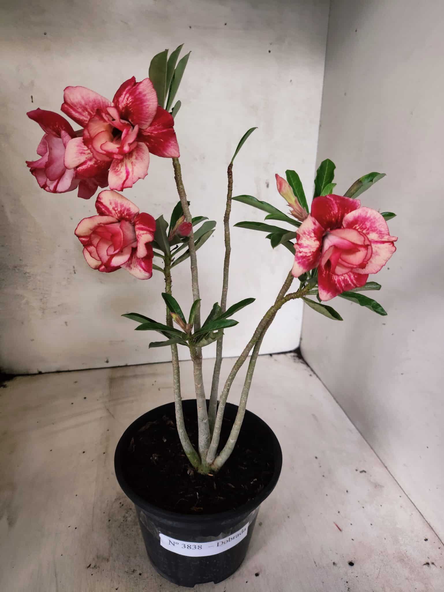 Planta Dobrada 3838 – 30cm – 02 anos - foto 4