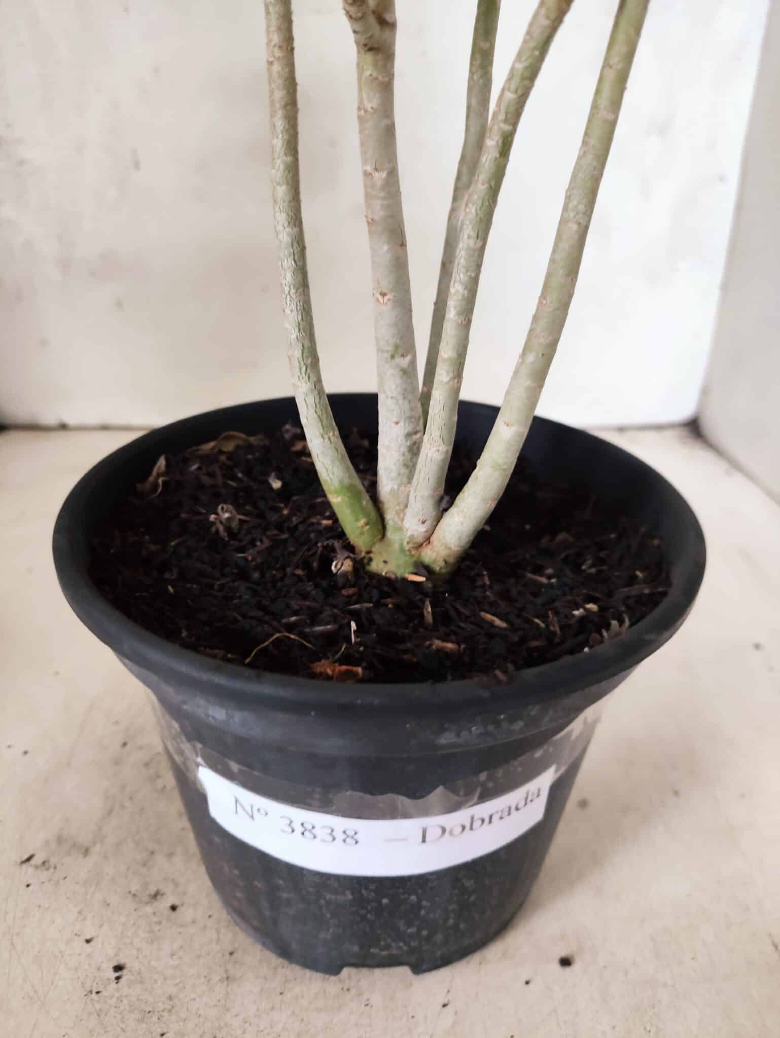 Planta Dobrada 3838 – 30cm – 02 anos - foto 6