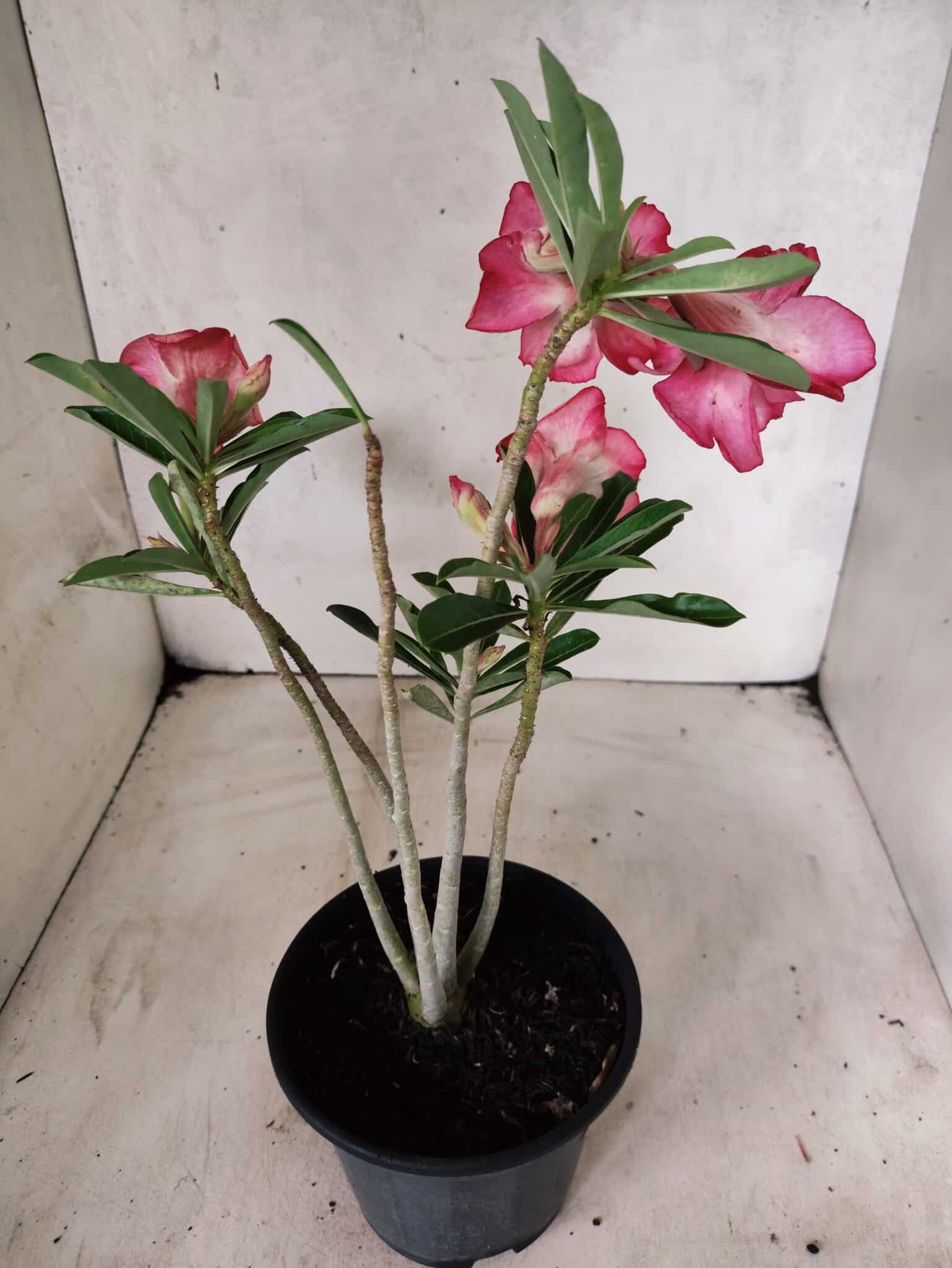 Planta Dobrada 3838 – 30cm – 02 anos - foto 5