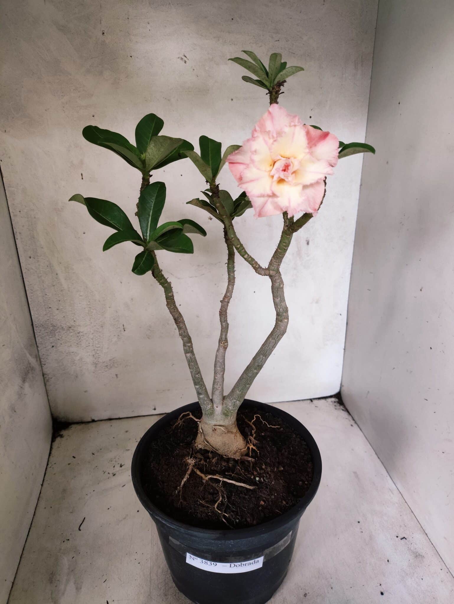 Planta Dobrada 3839 – 40cm – 03 anos - foto 2