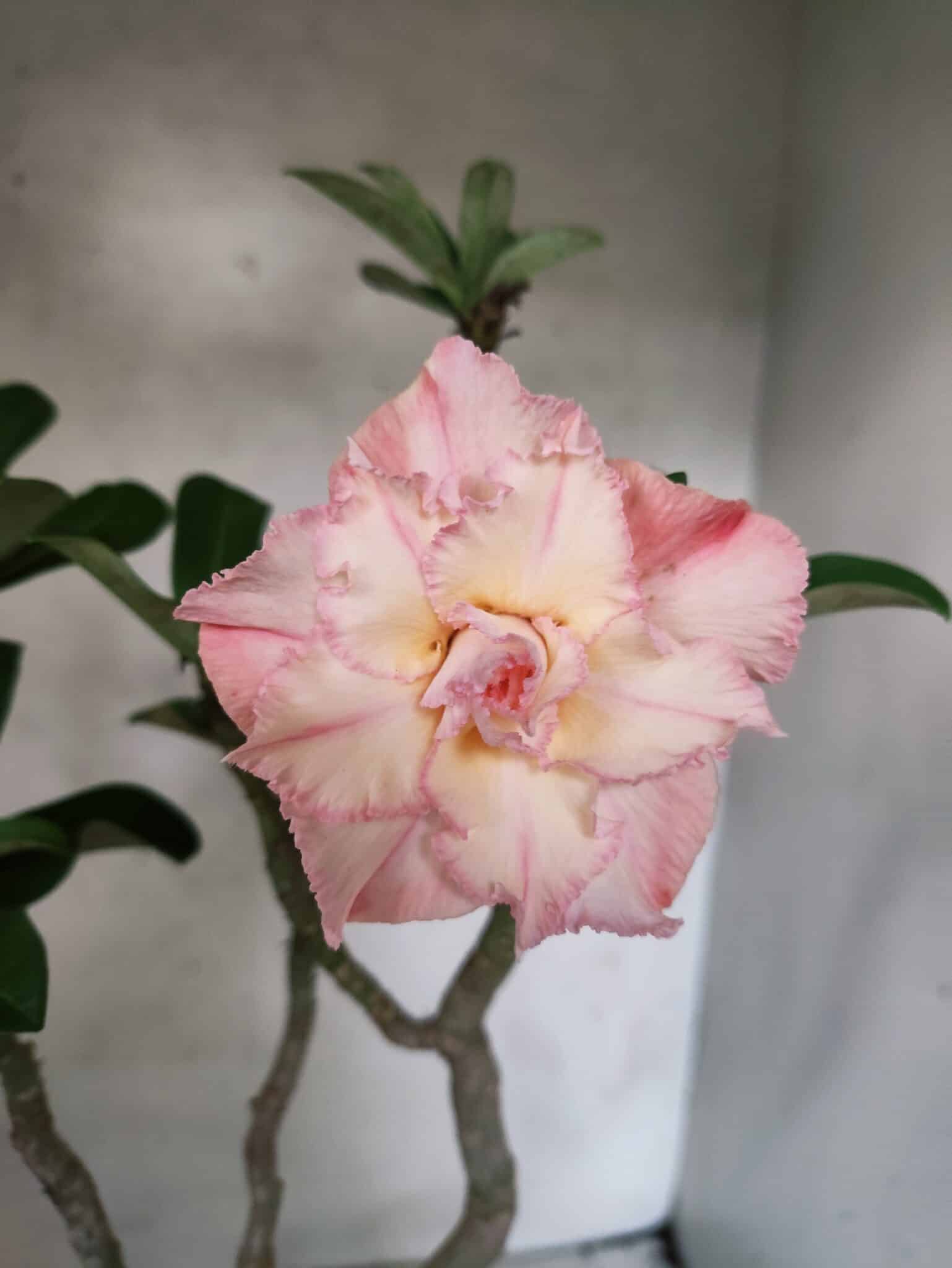 Planta Dobrada 3839 – 40cm – 03 anos - foto 6