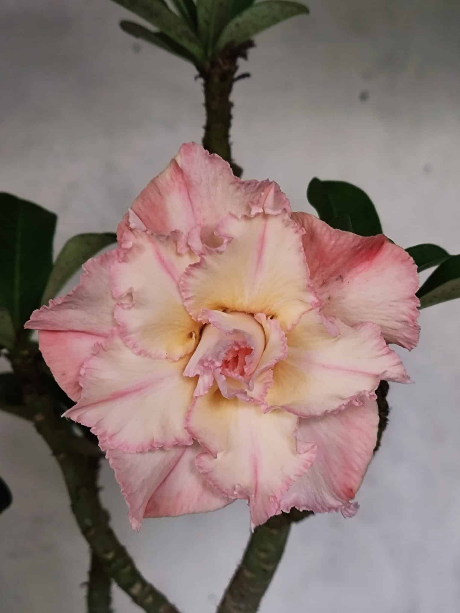 Planta Dobrada 3839 – 40cm – 03 anos - foto 3