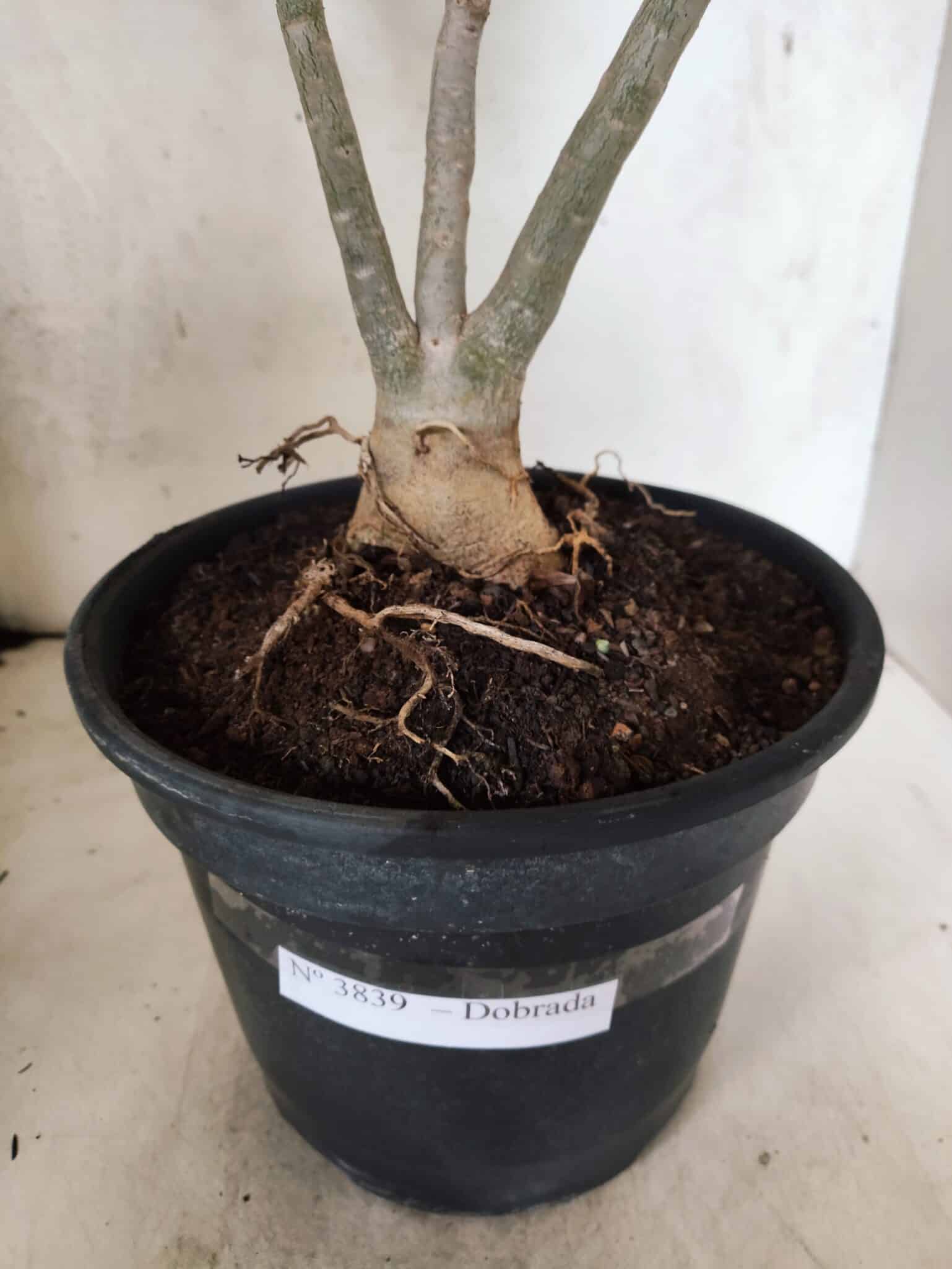 Planta Dobrada 3839 – 40cm – 03 anos - foto 5