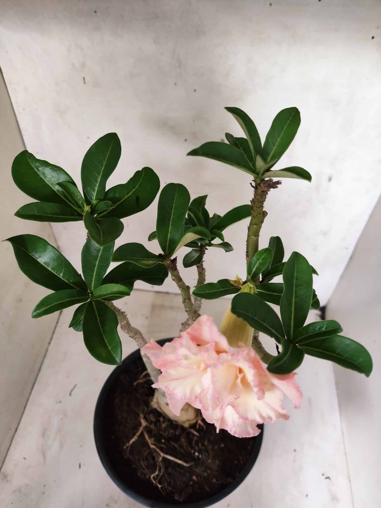 Planta Dobrada 3839 – 40cm – 03 anos - foto 4