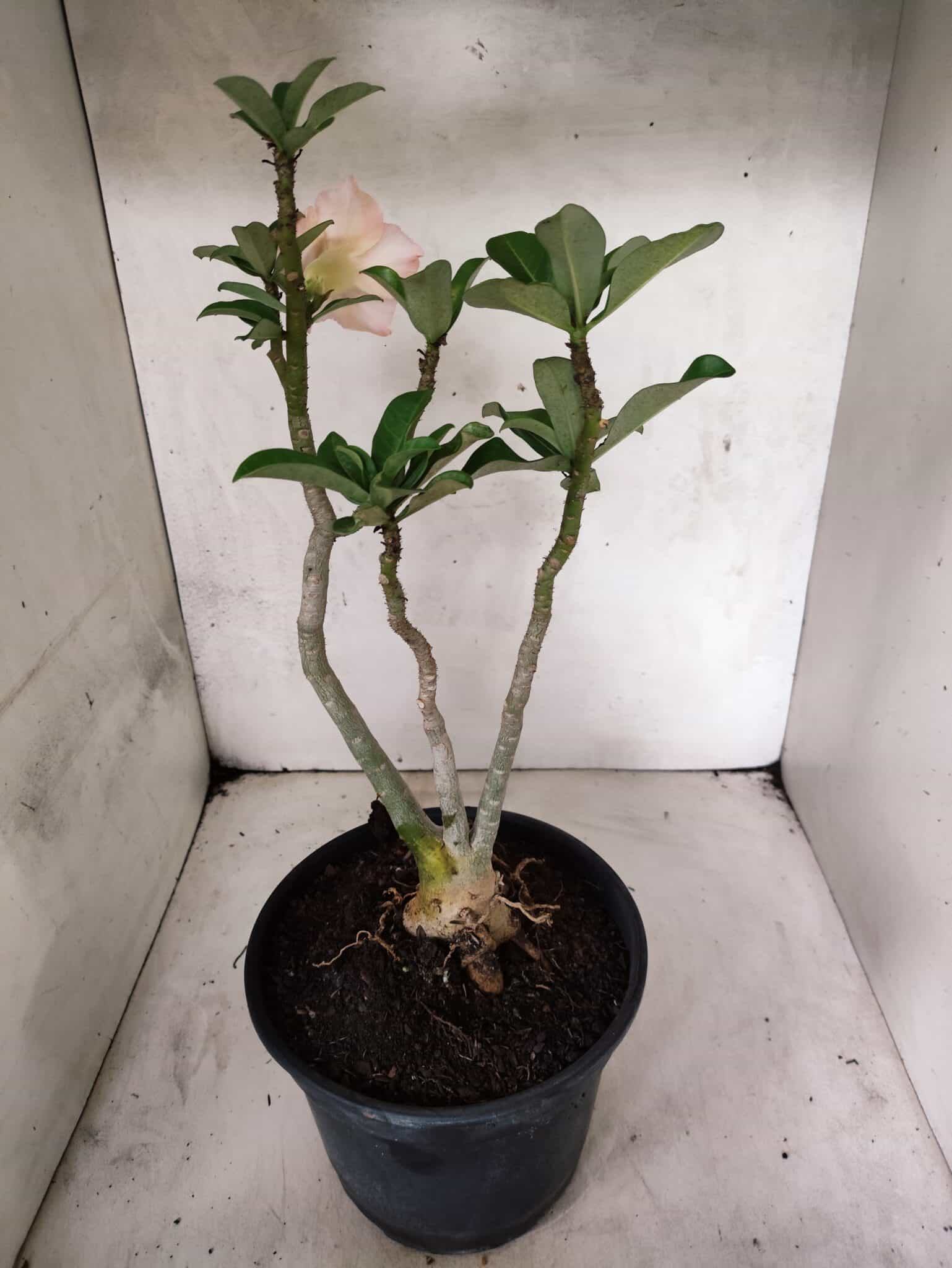 Planta Dobrada 3839 – 40cm – 03 anos - foto 7