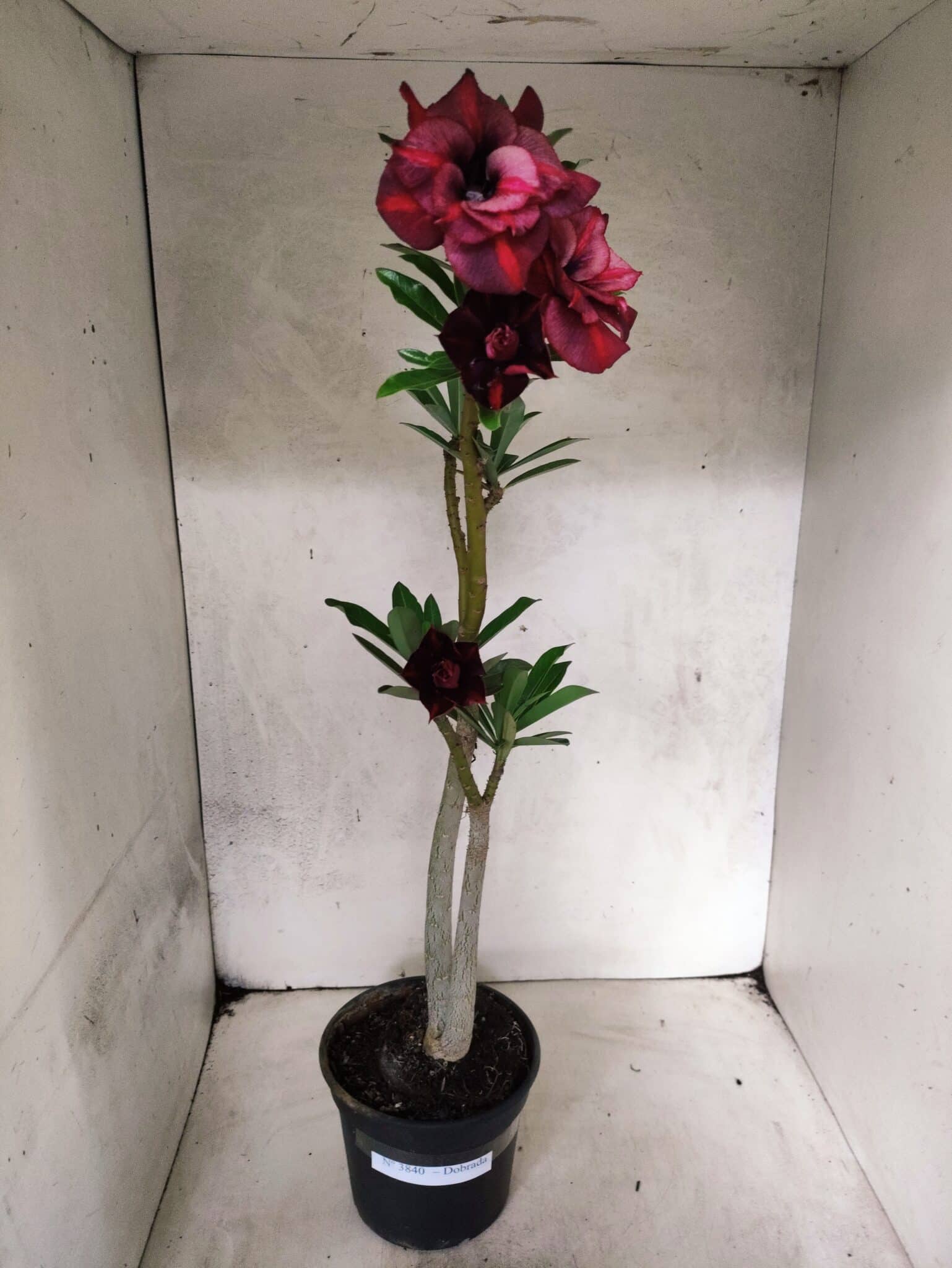 Planta Dobrada 3840 – 35cm – 03 anos - foto 2