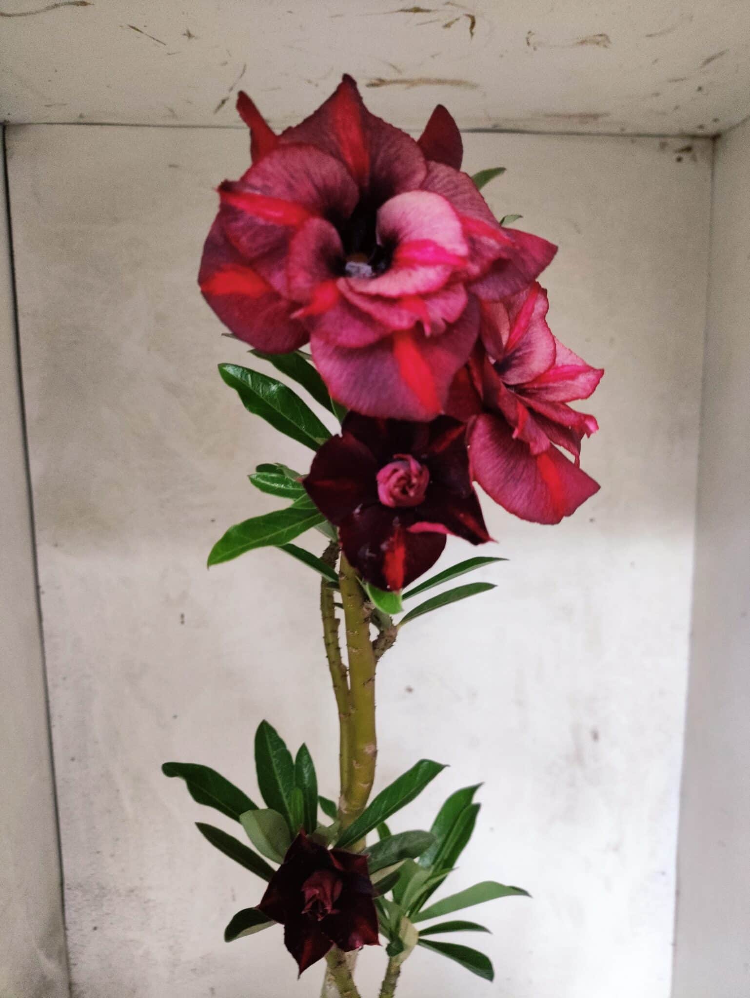 Planta Dobrada 3840 – 35cm – 03 anos - foto 4