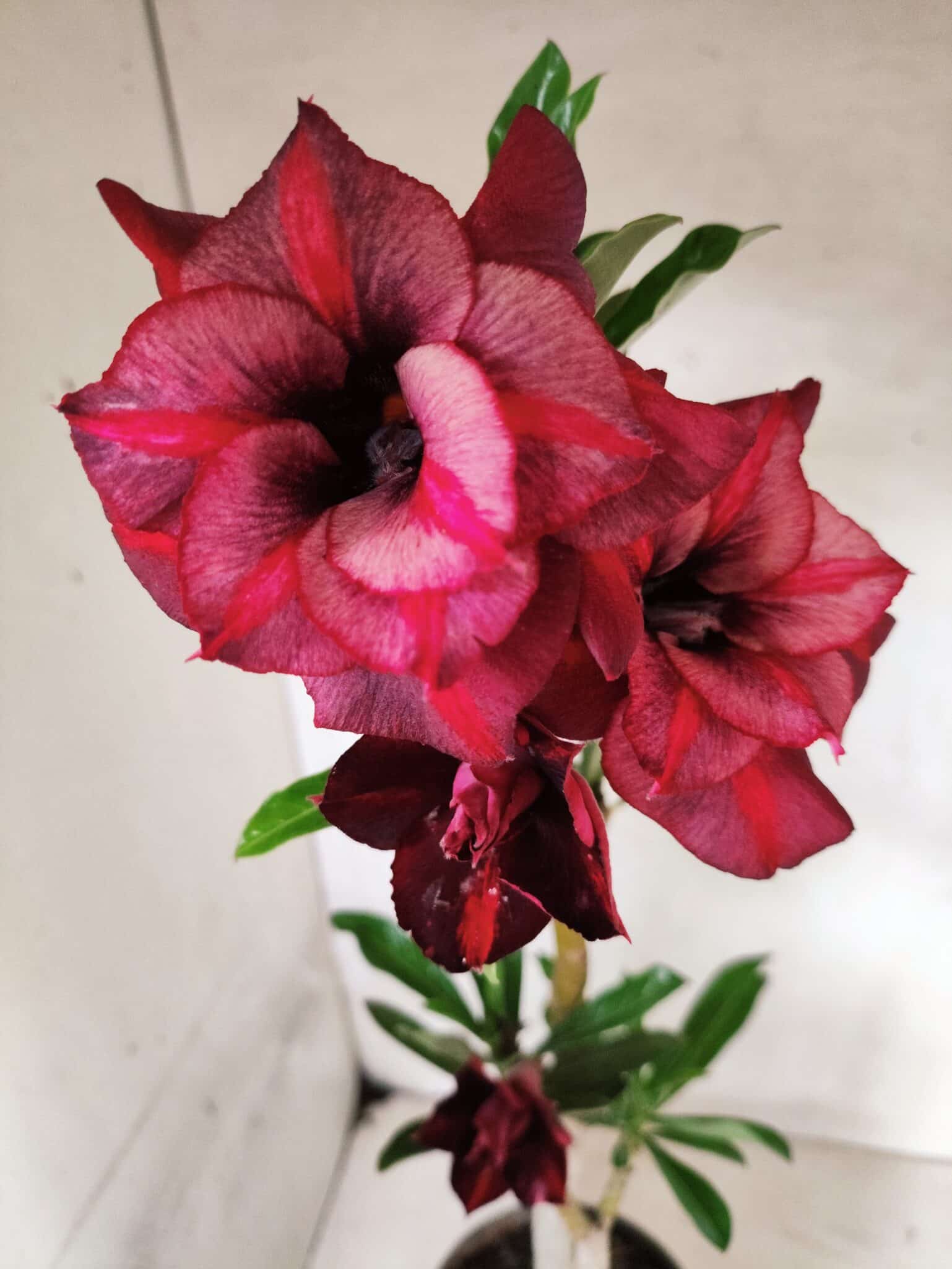 Planta Dobrada 3840 – 35cm – 03 anos - foto 5