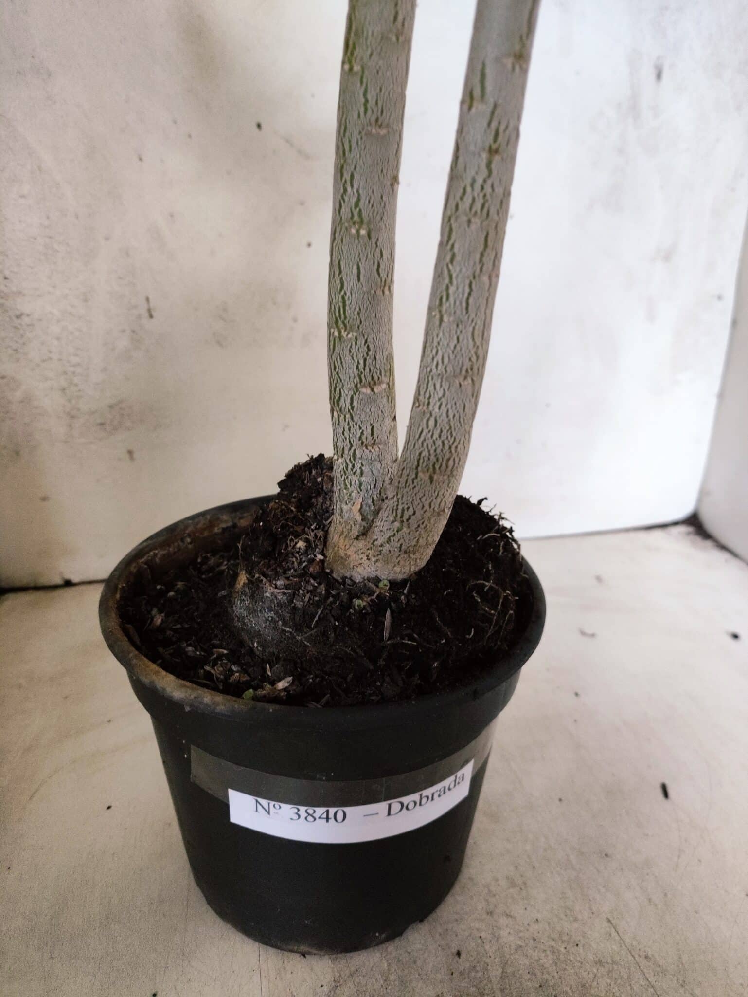 Planta Dobrada 3840 – 35cm – 03 anos - foto 7