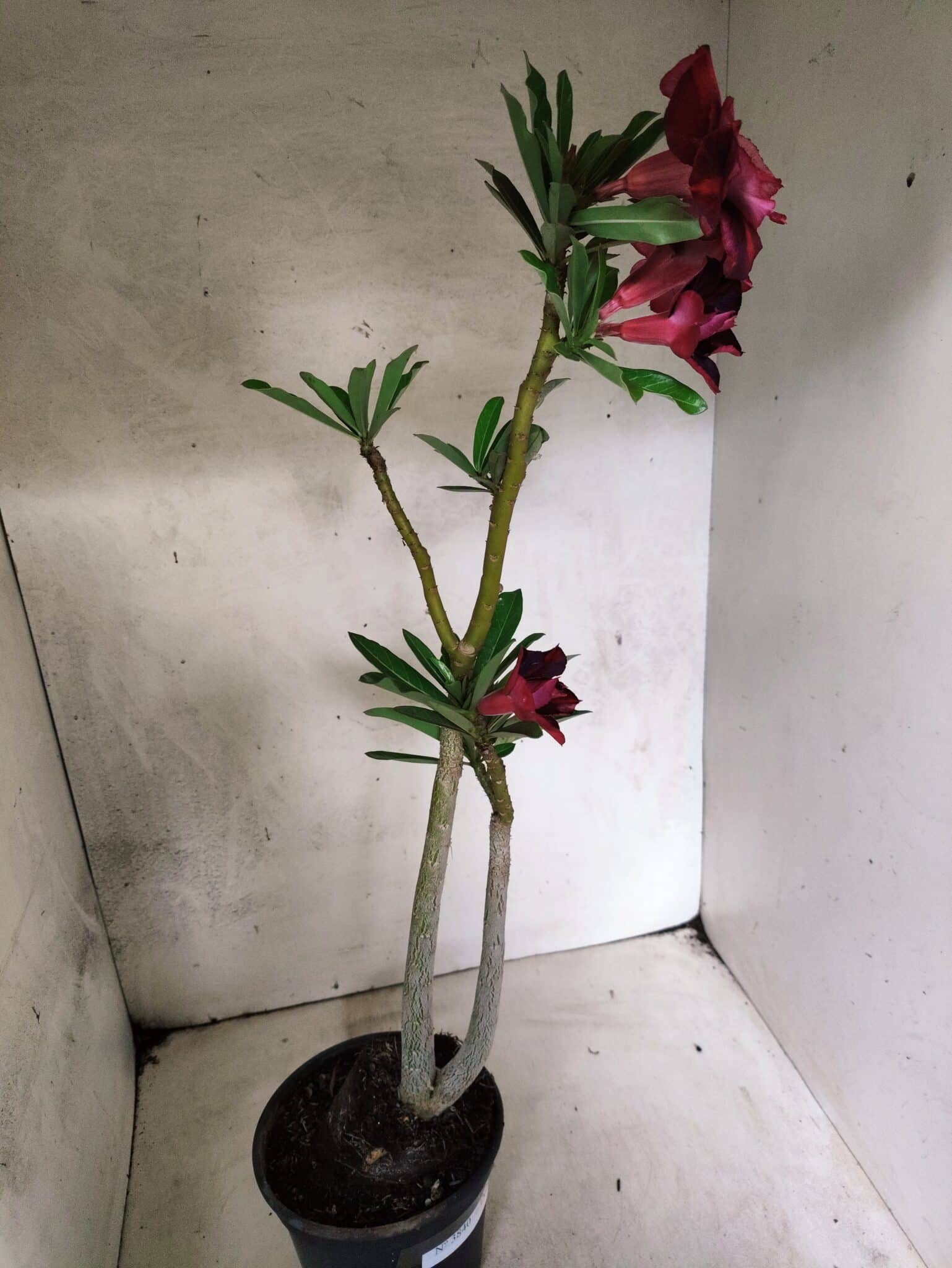 Planta Dobrada 3840 – 35cm – 03 anos - foto 6