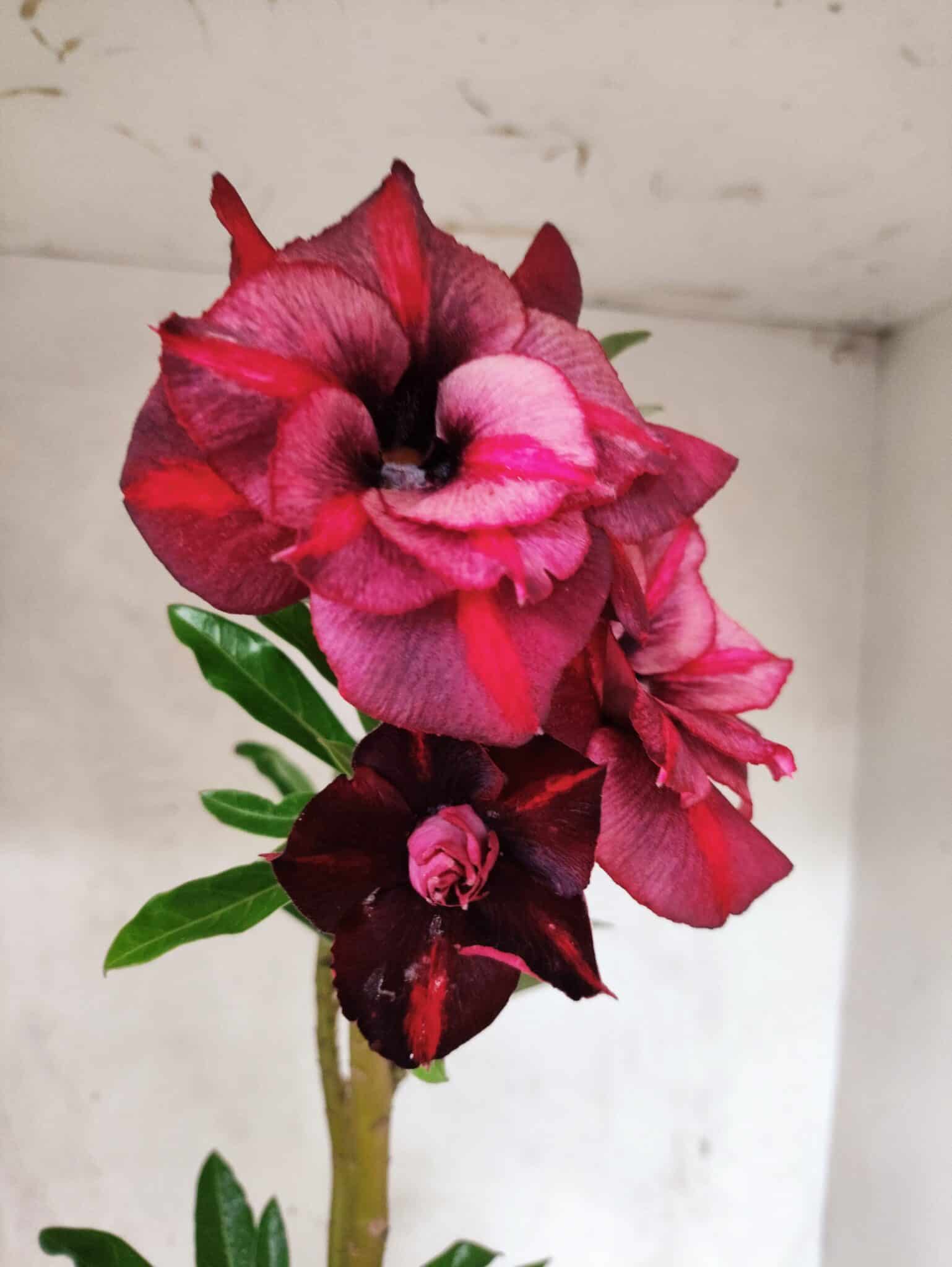Planta Dobrada 3840 – 35cm – 03 anos - foto 3