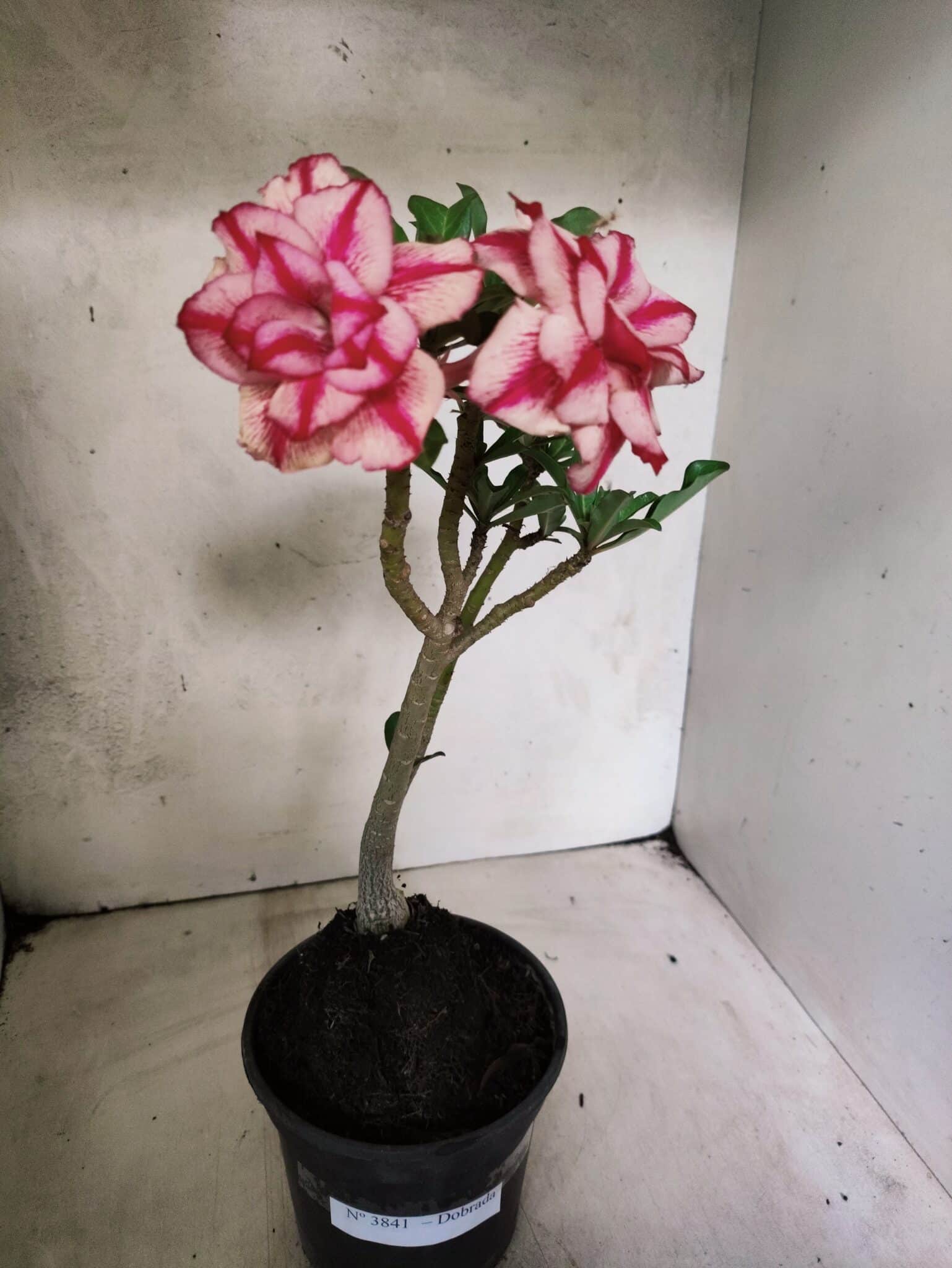 Planta Dobrada 3841 – 30cm – 03 anos - foto 2