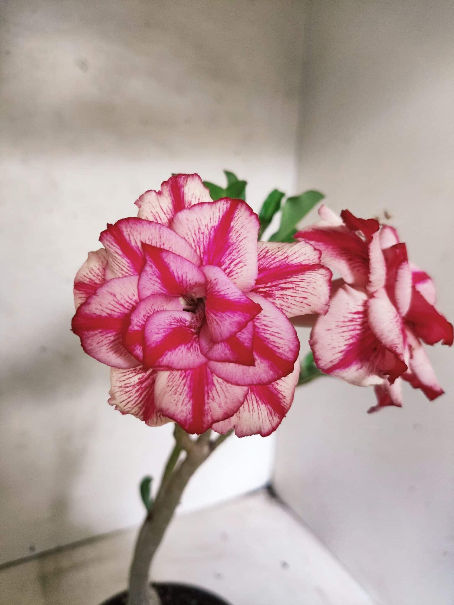 Planta Dobrada 3841 – 30cm – 03 anos - foto 7