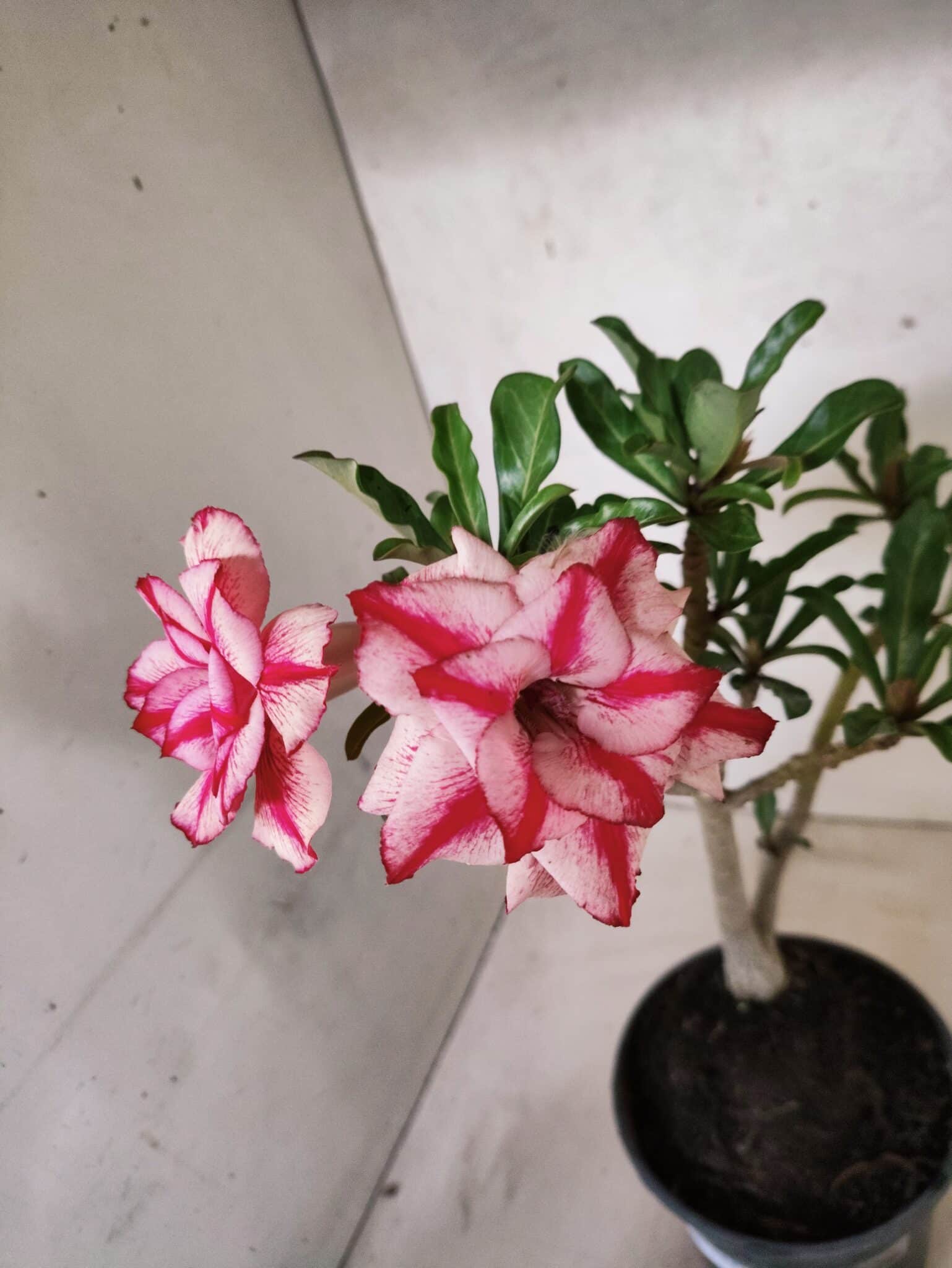 Planta Dobrada 3841 – 30cm – 03 anos - foto 5