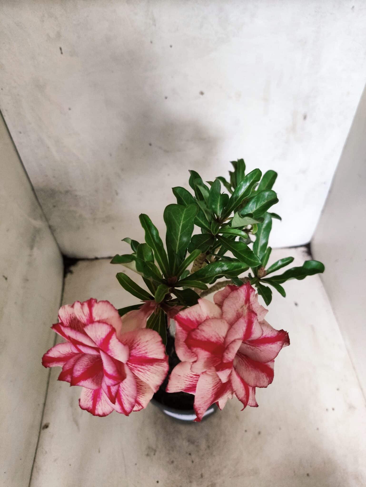 Planta Dobrada 3841 – 30cm – 03 anos - foto 4