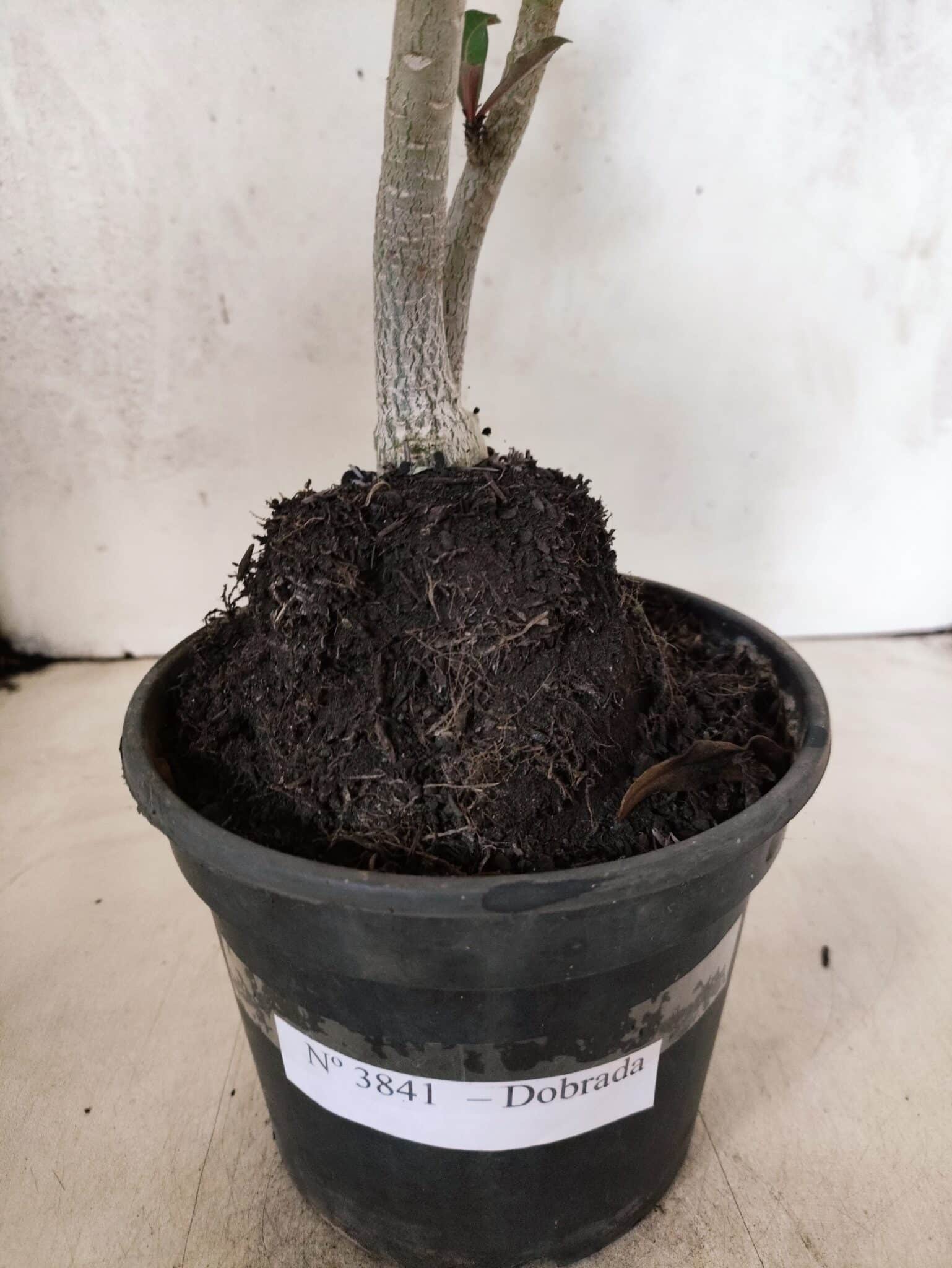 Planta Dobrada 3841 – 30cm – 03 anos - foto 8
