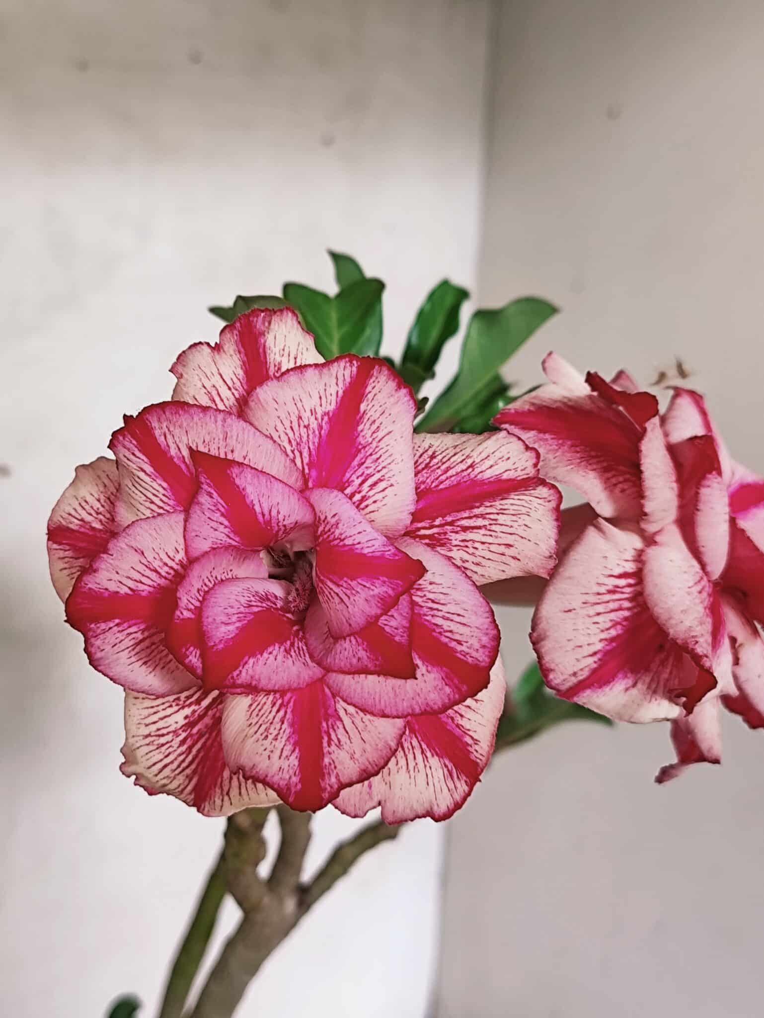 Planta Dobrada 3841 – 30cm – 03 anos - foto 3