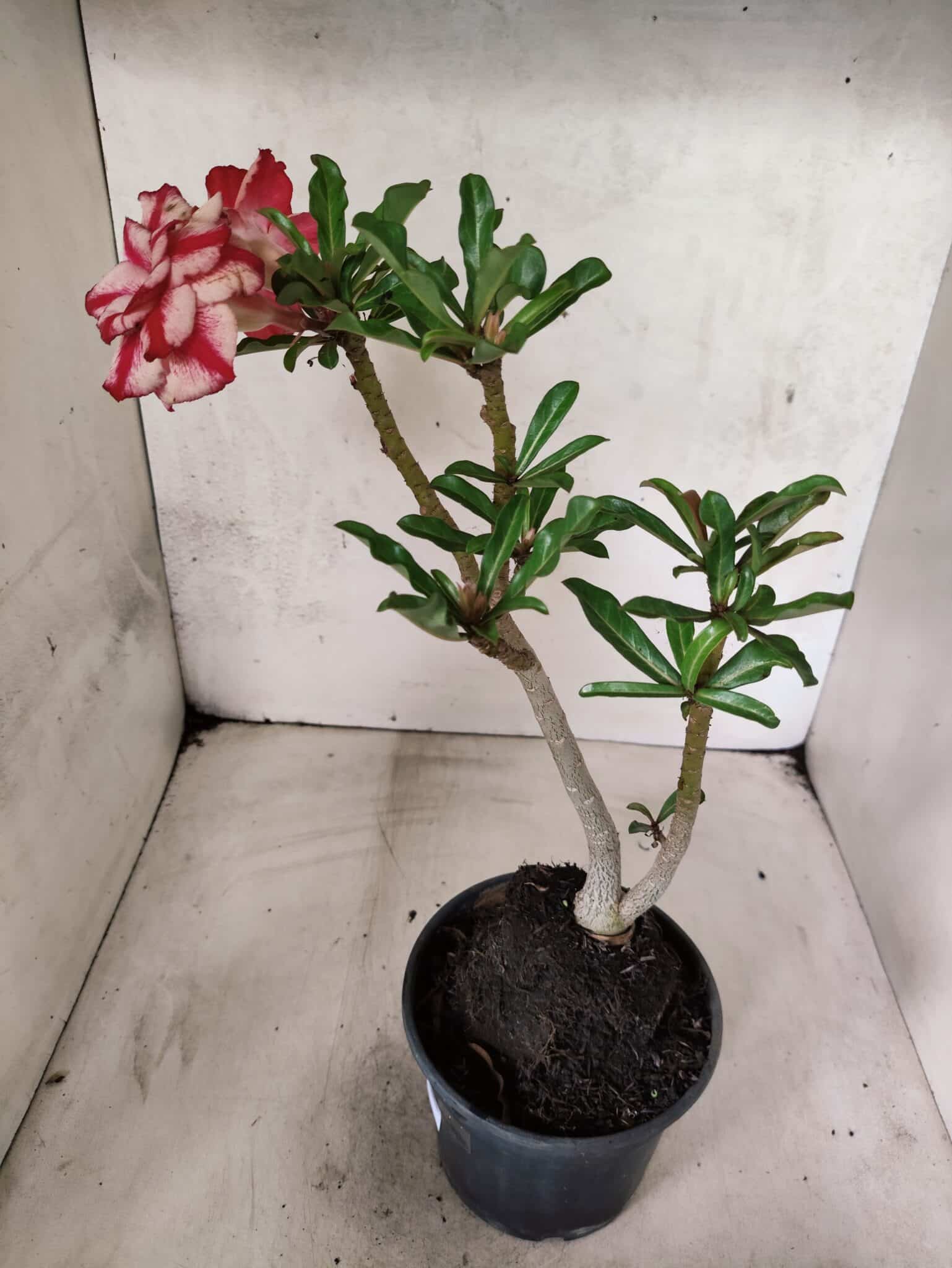 Planta Dobrada 3841 – 30cm – 03 anos - foto 6