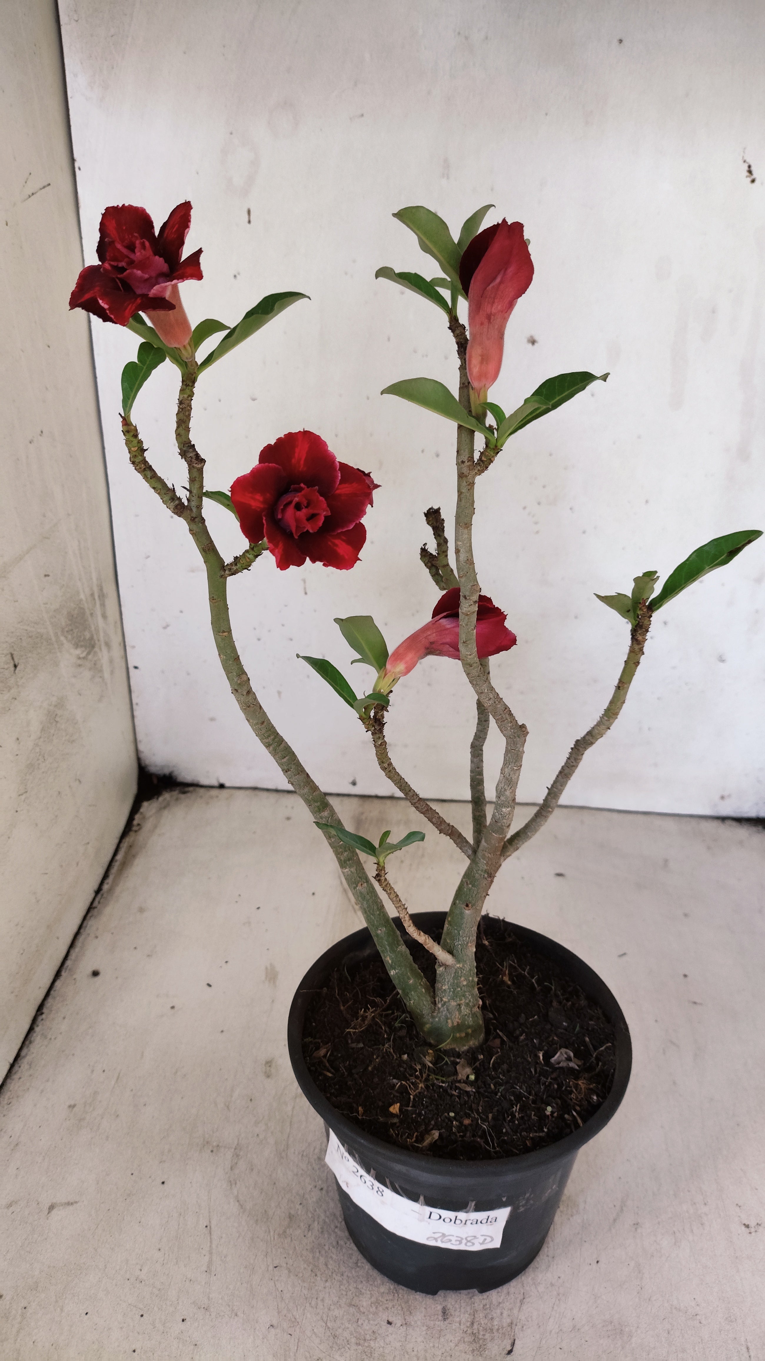 Planta Dobrada 2638 – 30cm – 02 anos