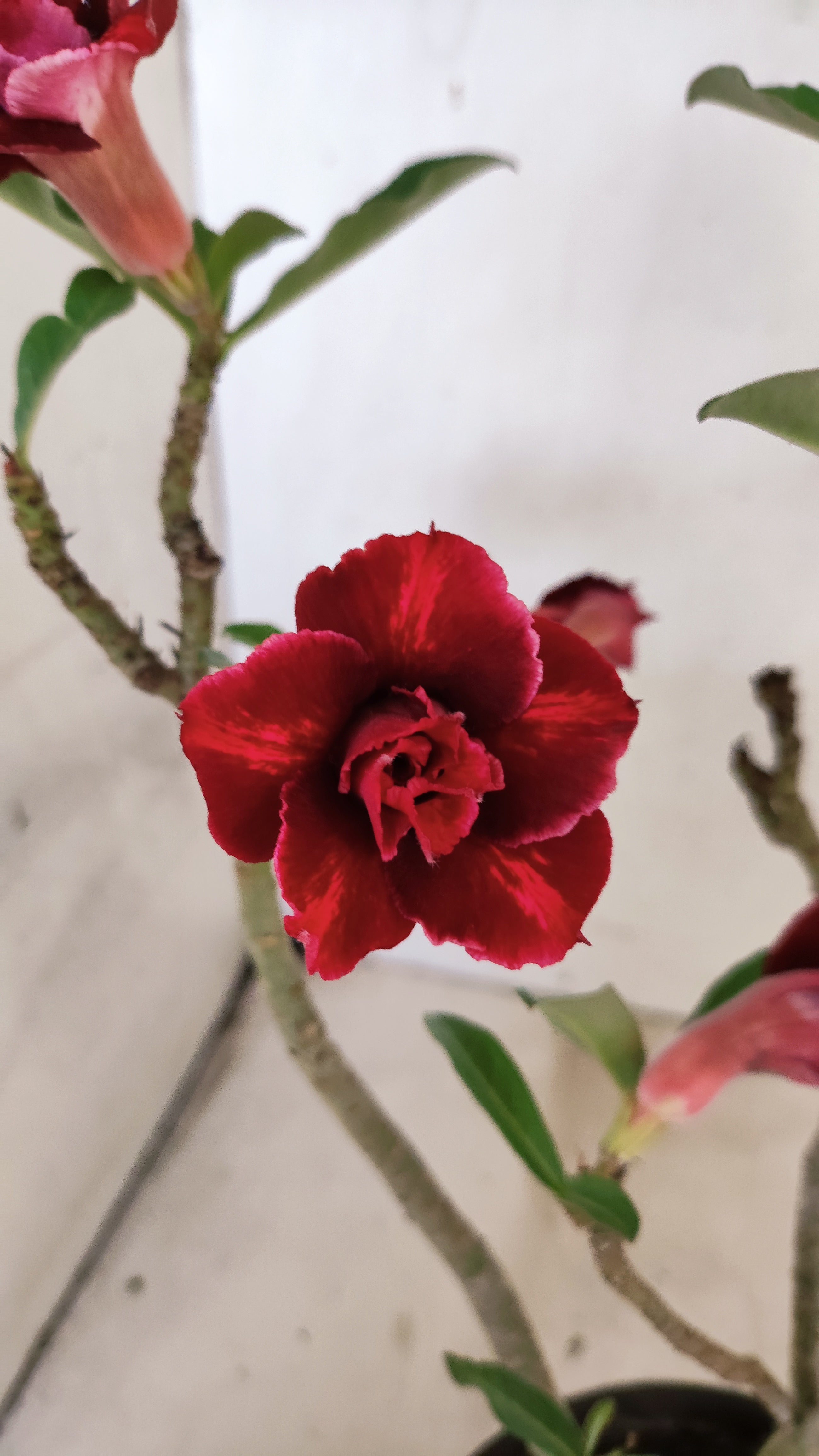 Planta Dobrada 2638 – 30cm – 02 anos