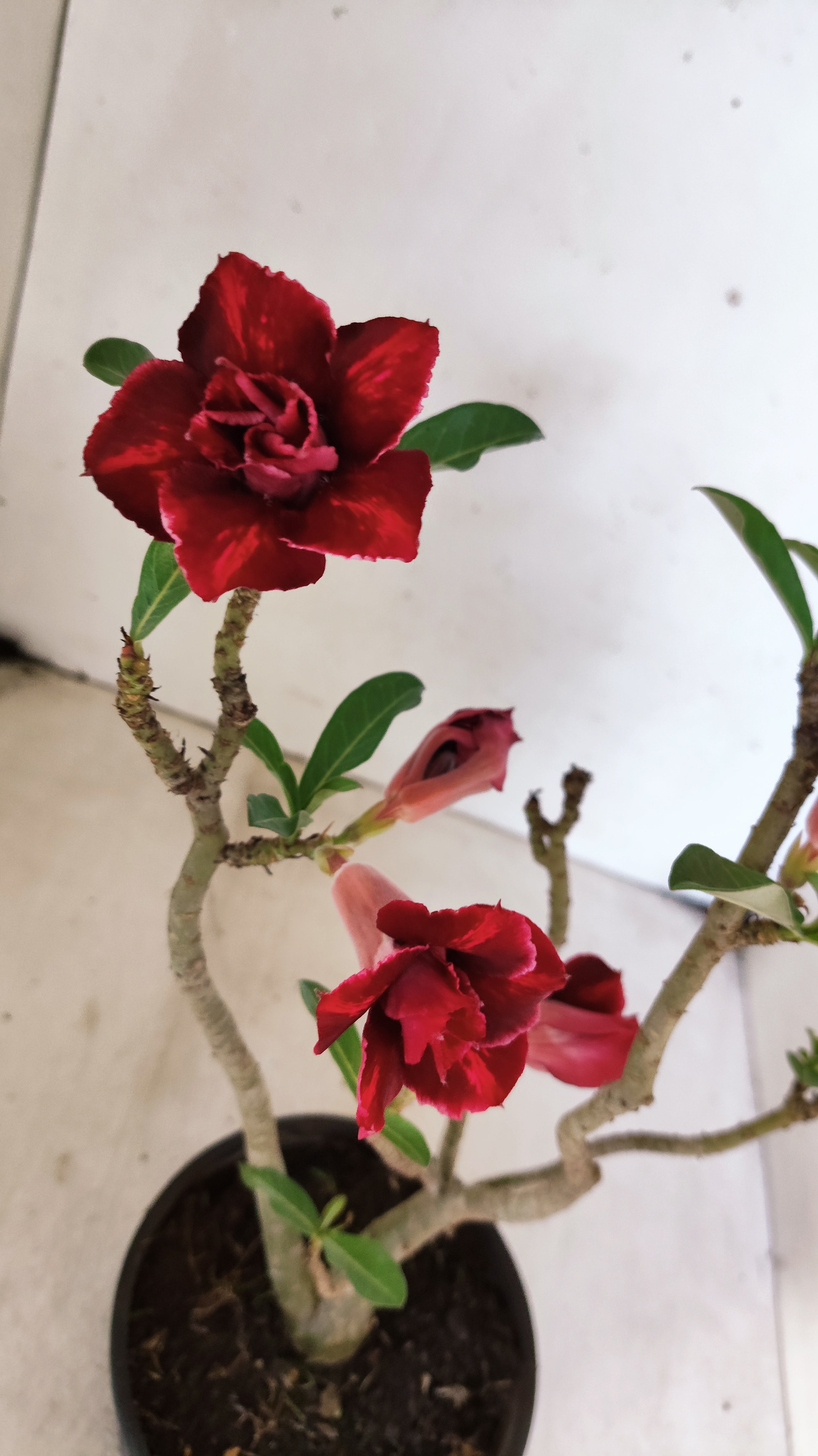 Planta Dobrada 2638 – 30cm – 02 anos