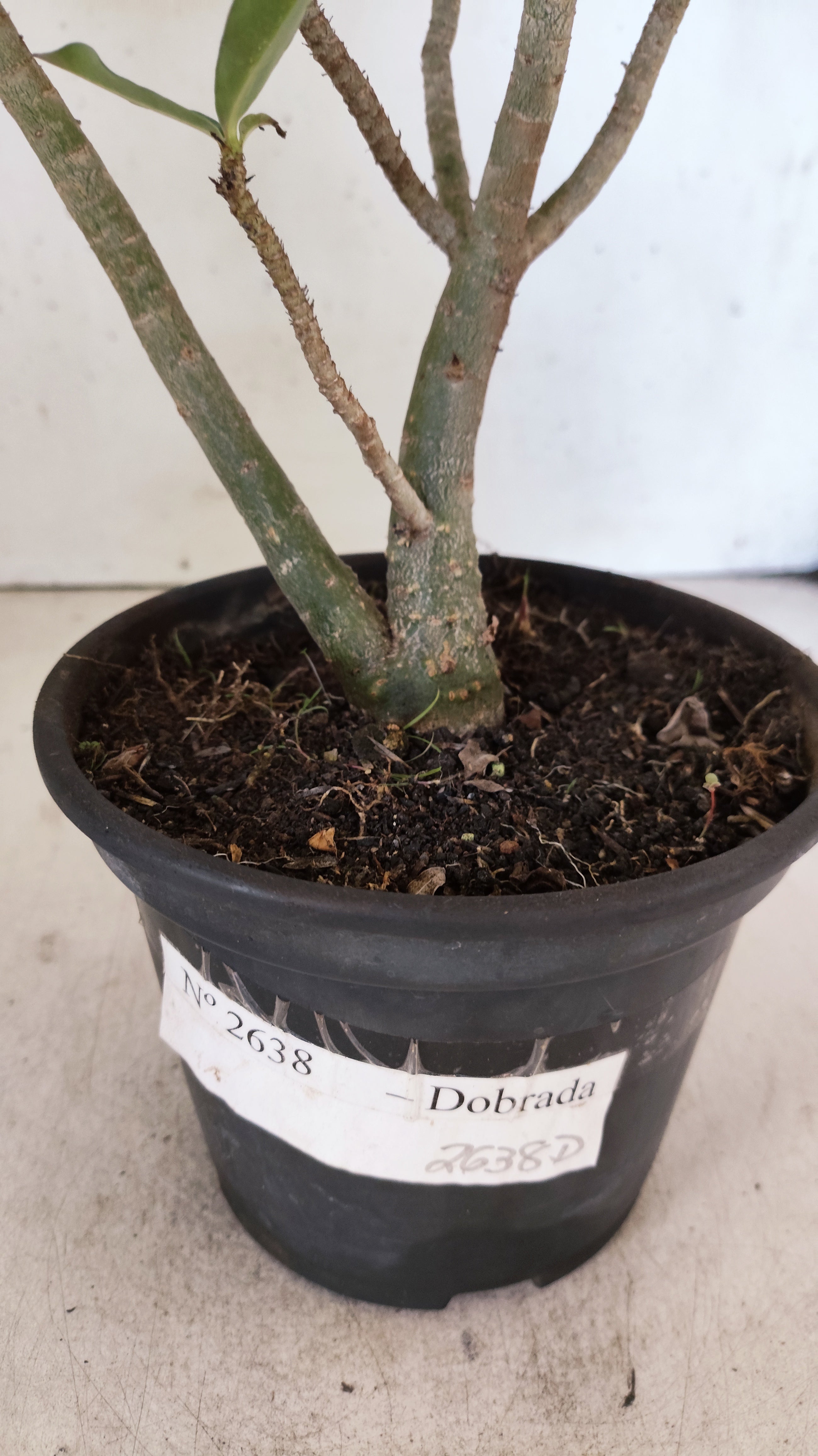 Planta Dobrada 2638 – 30cm – 02 anos