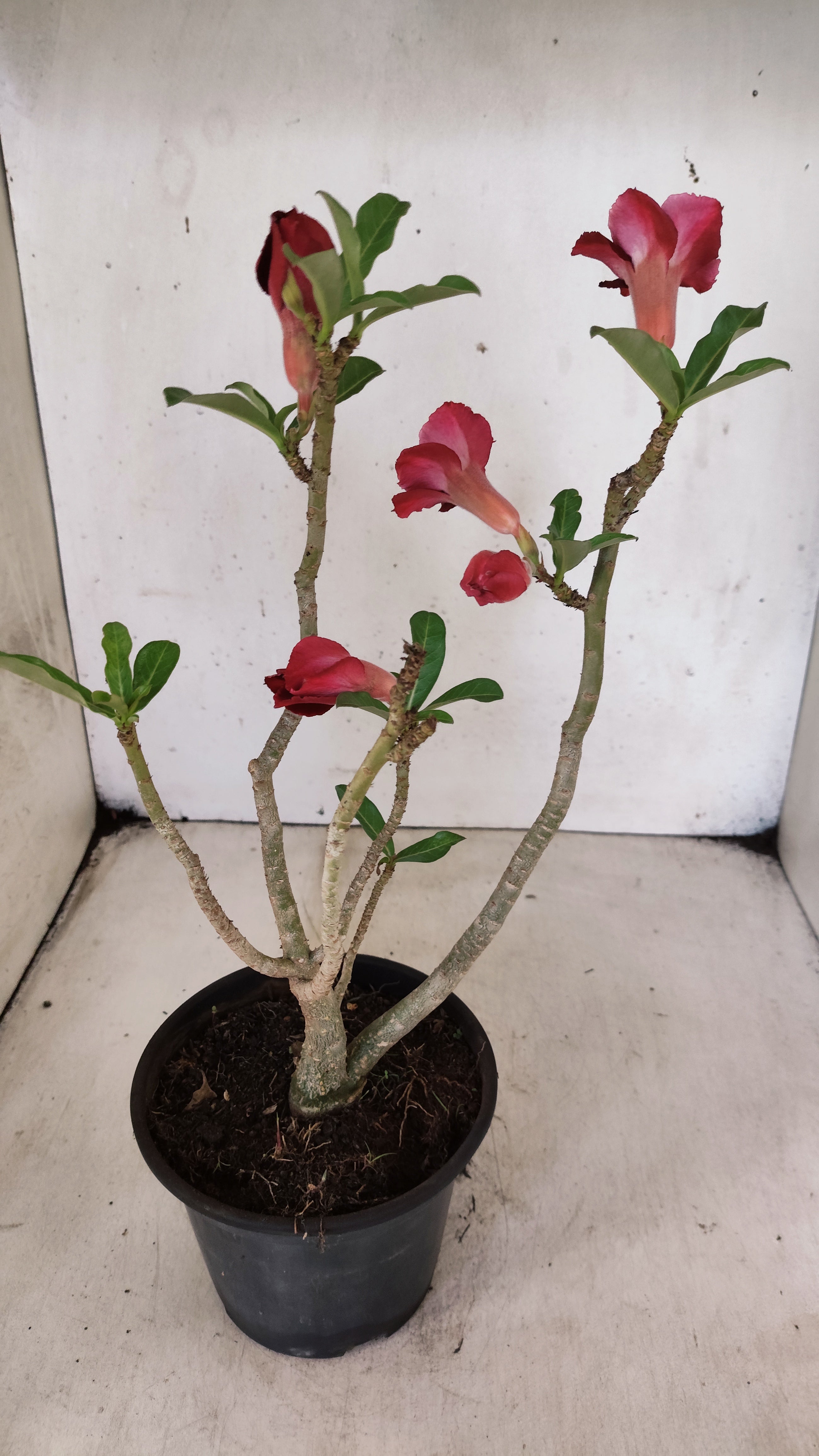 Planta Dobrada 2638 – 30cm – 02 anos